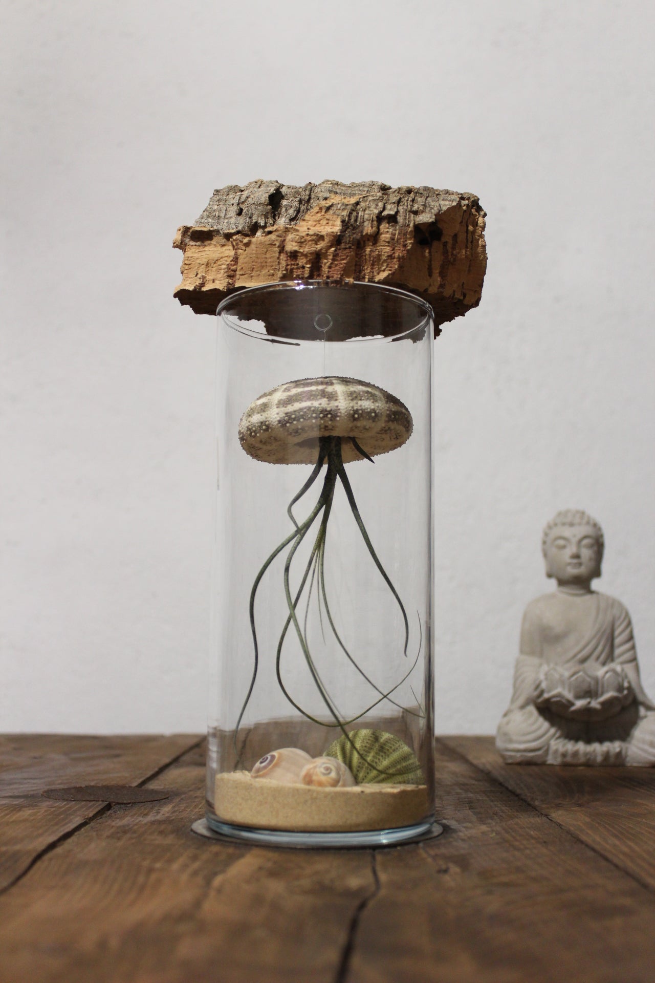 Tillandsia in vaso