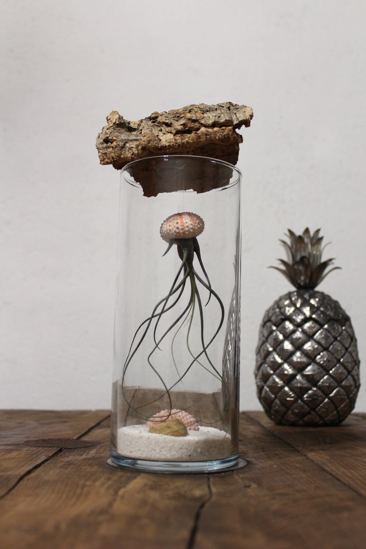 Tillandsia in vaso