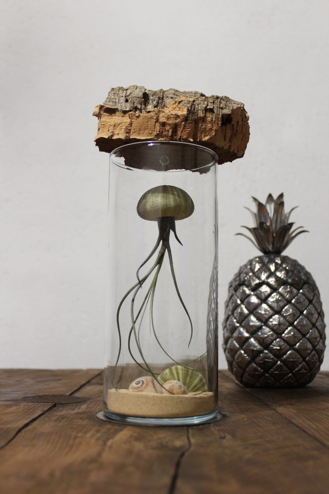 Tillandsia in vaso