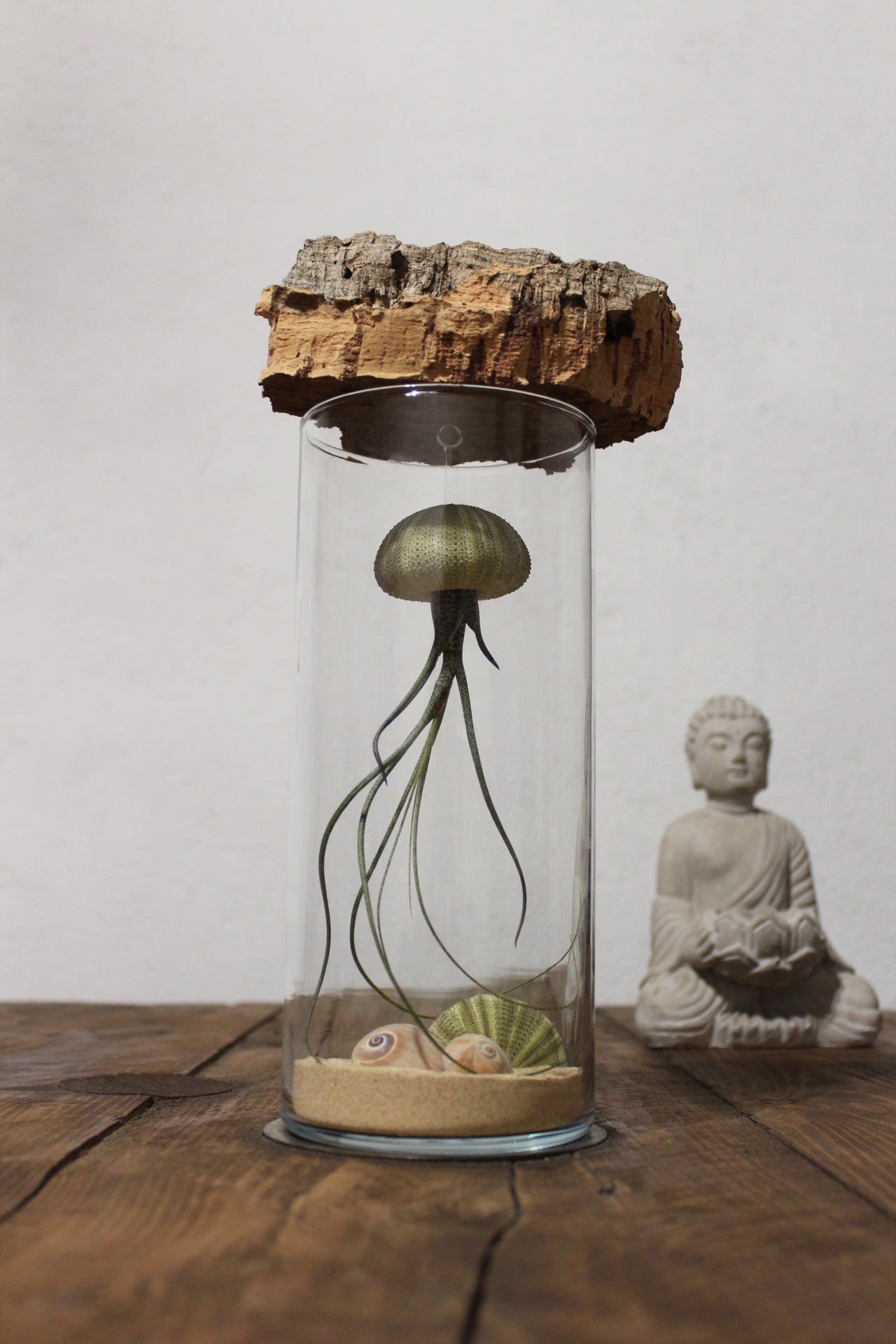 Tillandsia in vaso