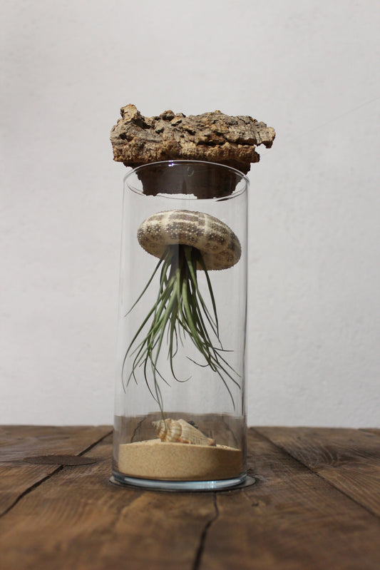 Tillandsia in vaso