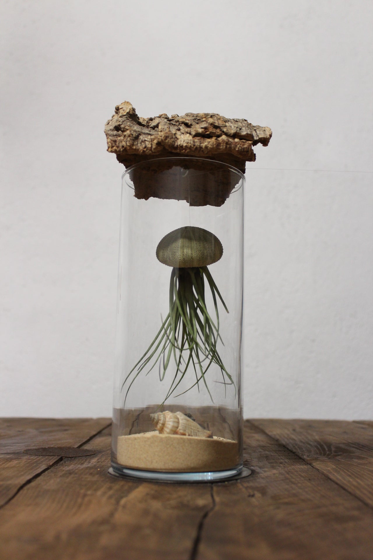 Tillandsia in vaso