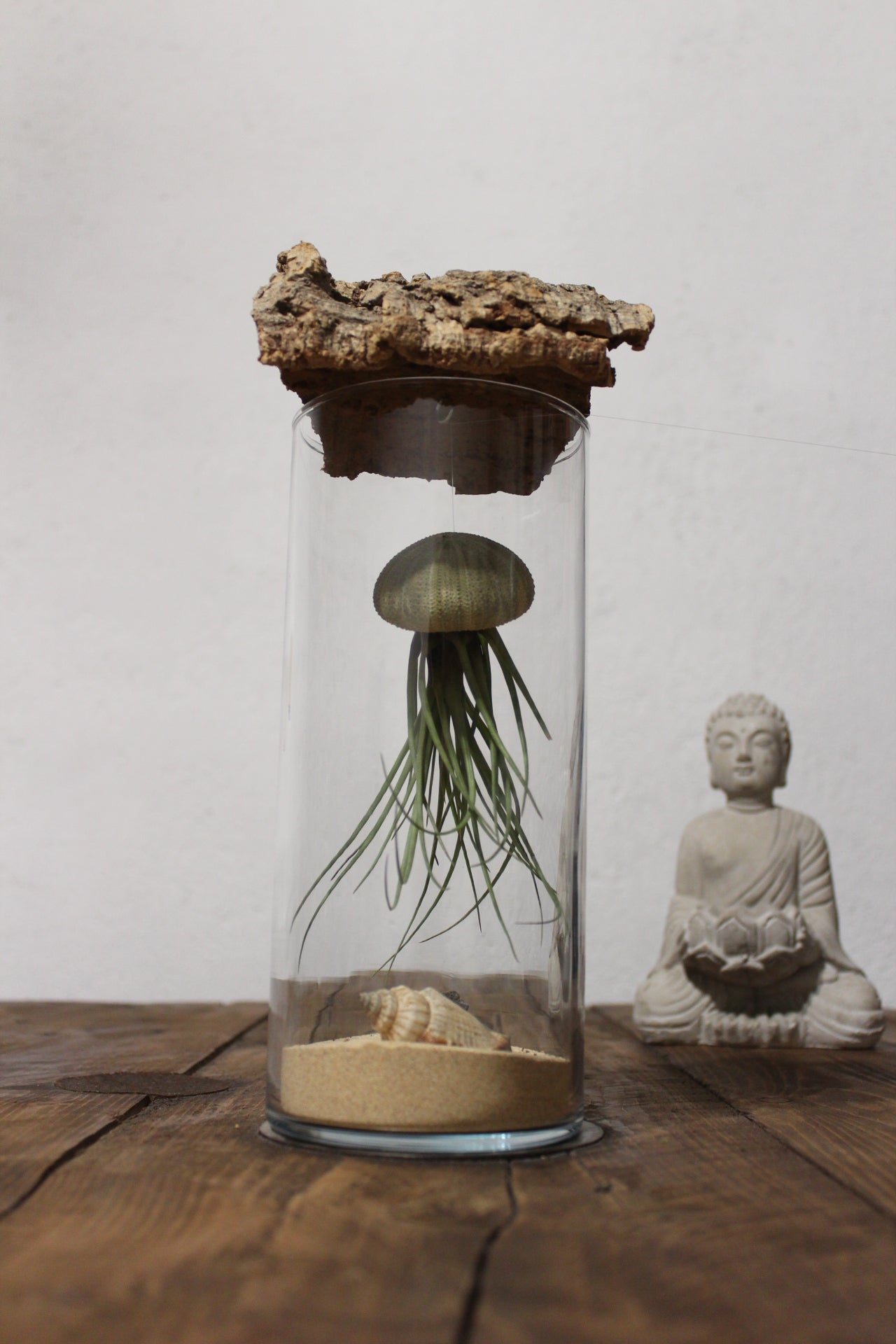 Tillandsia in vaso