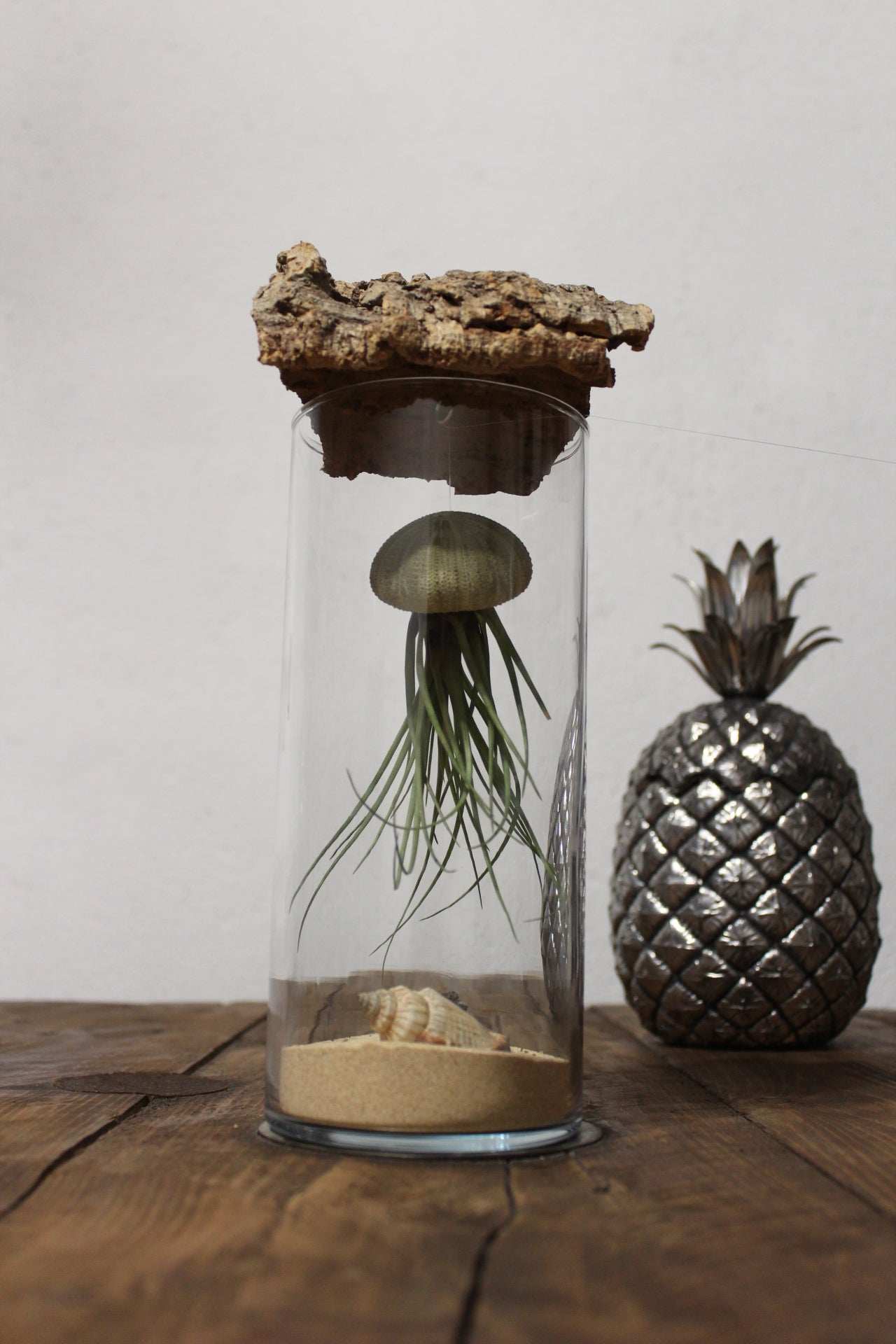 Tillandsia in vaso