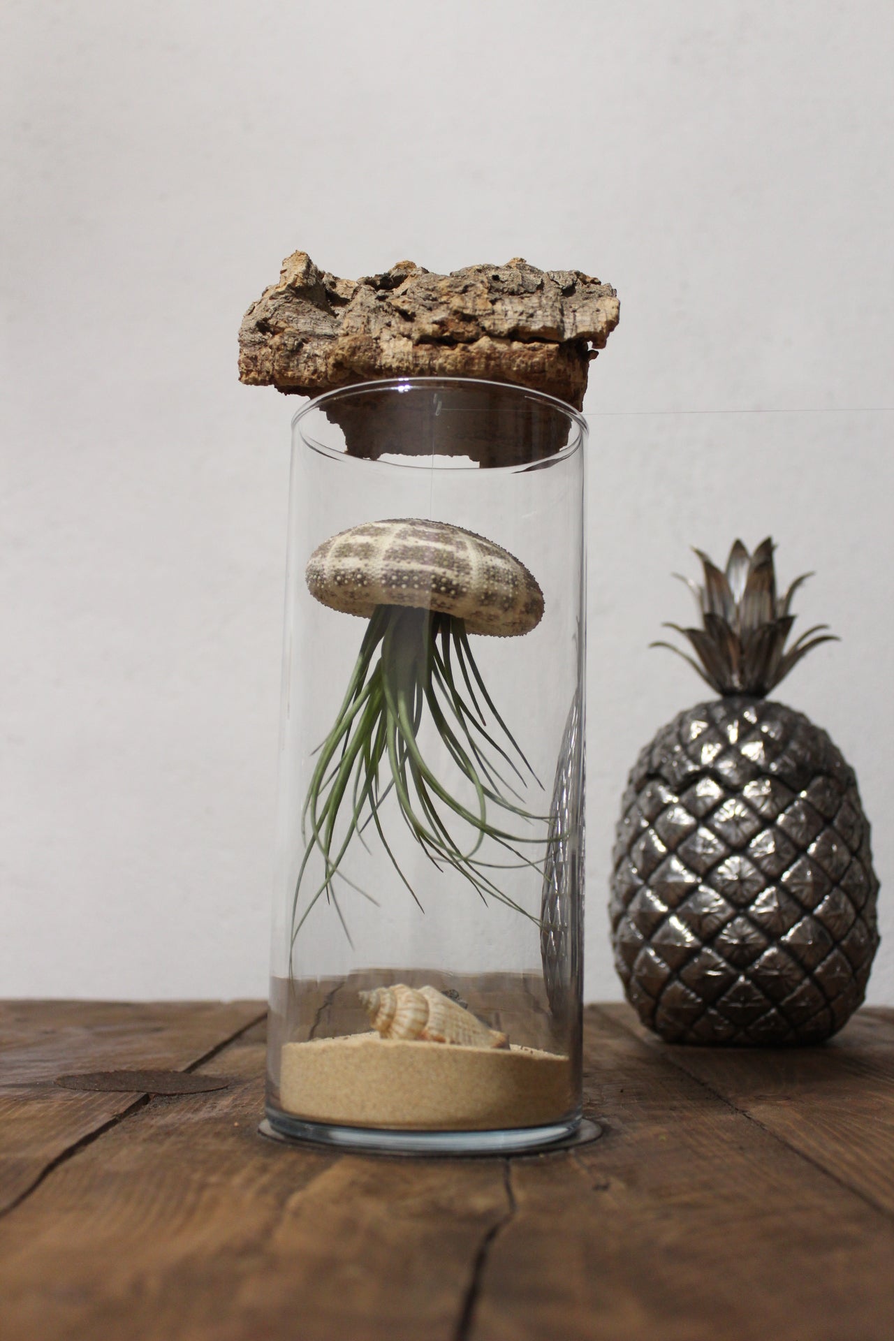 Tillandsia in vaso