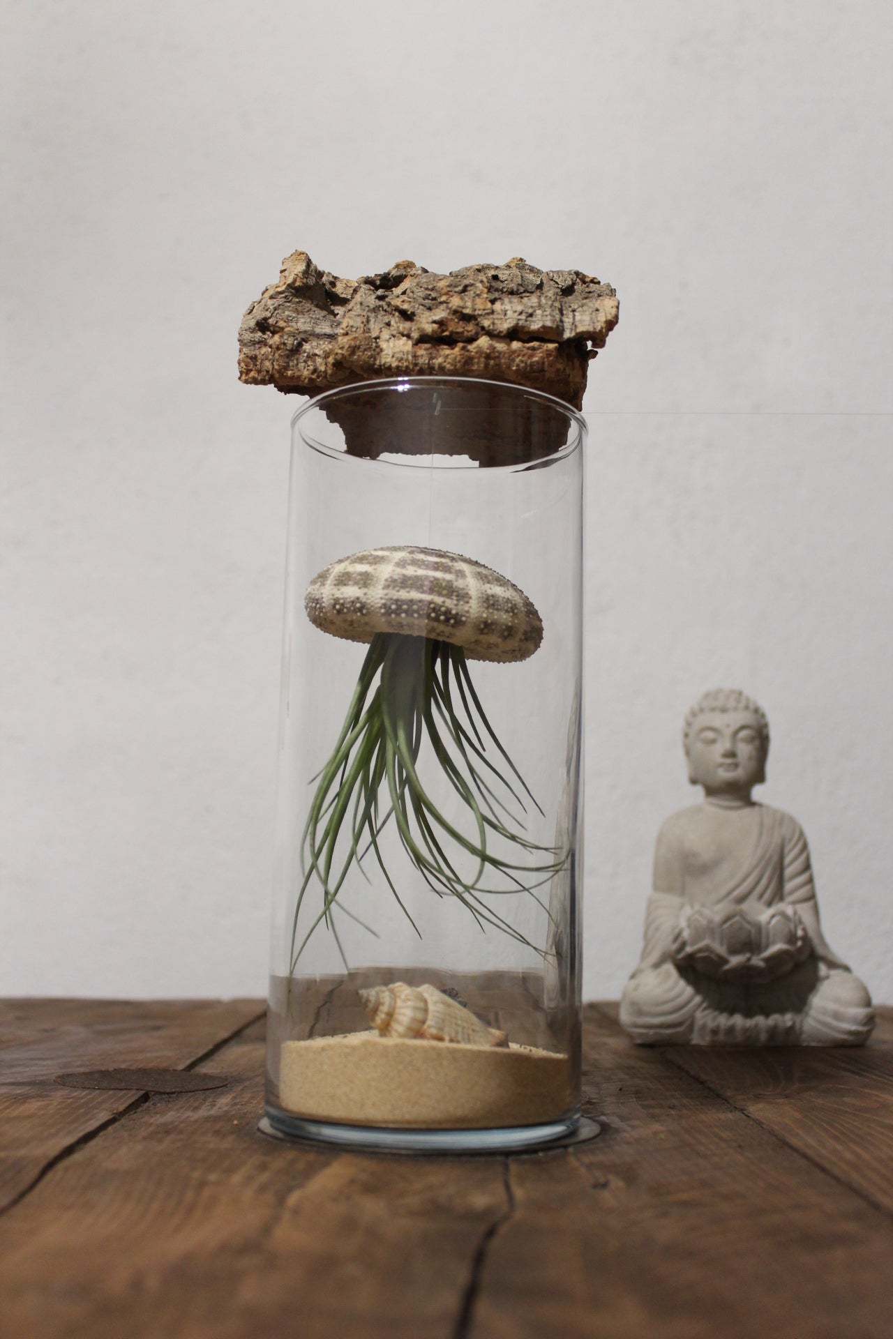 Tillandsia in vaso