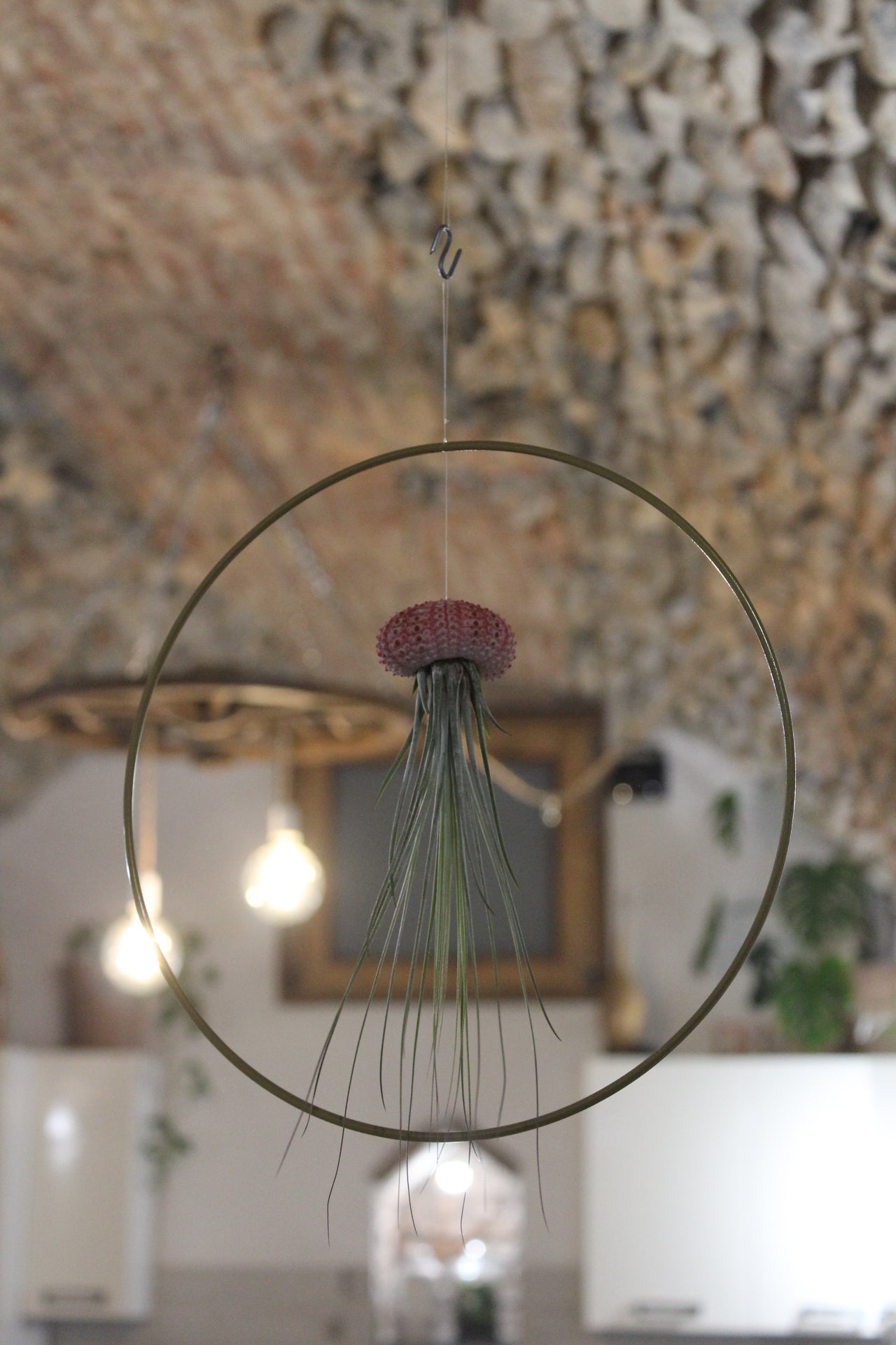 Tillandsia in cerchio