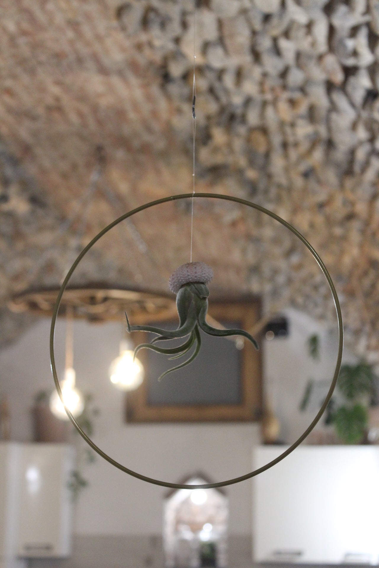 Tillandsia in cerchio