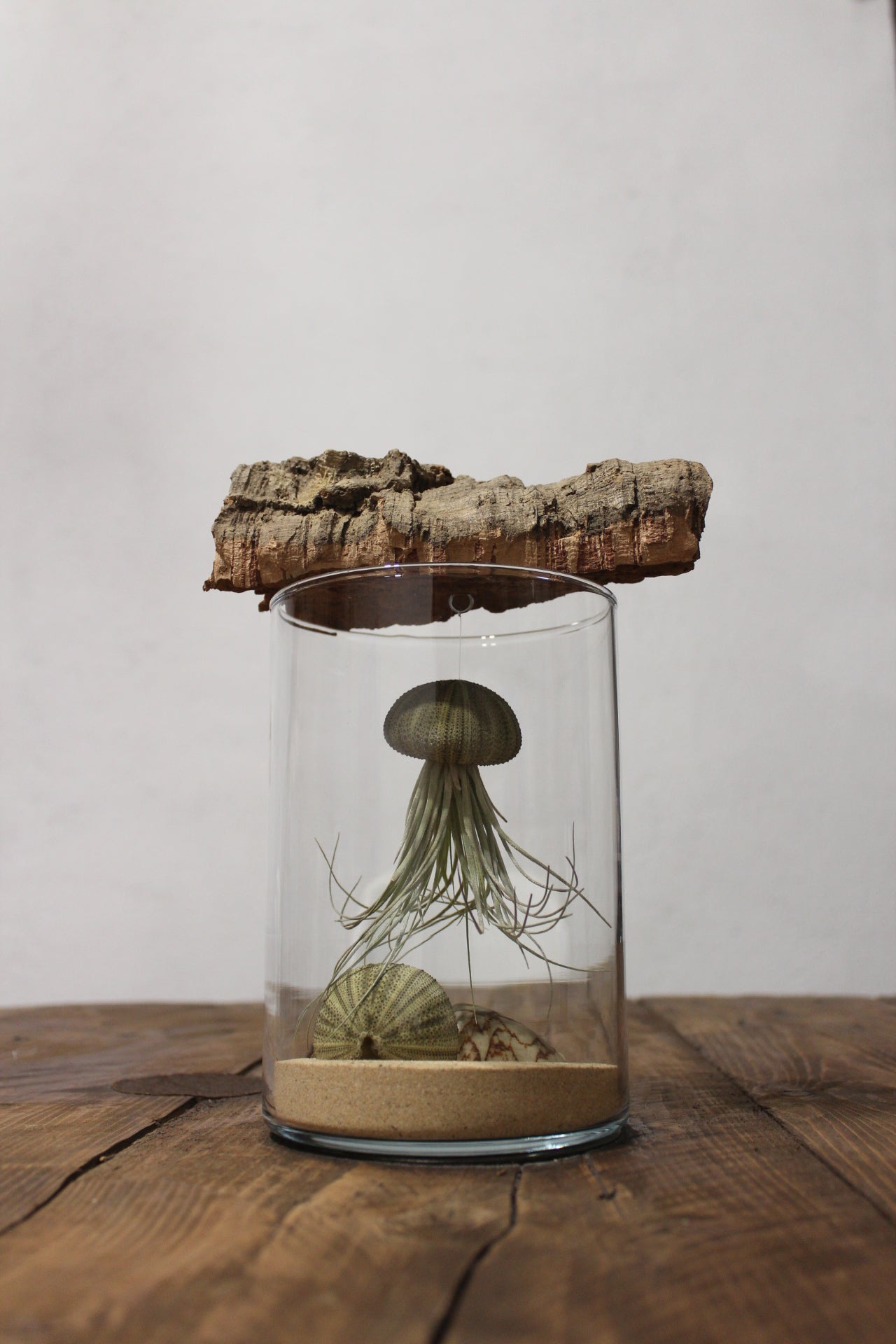 Tillandsia in vaso