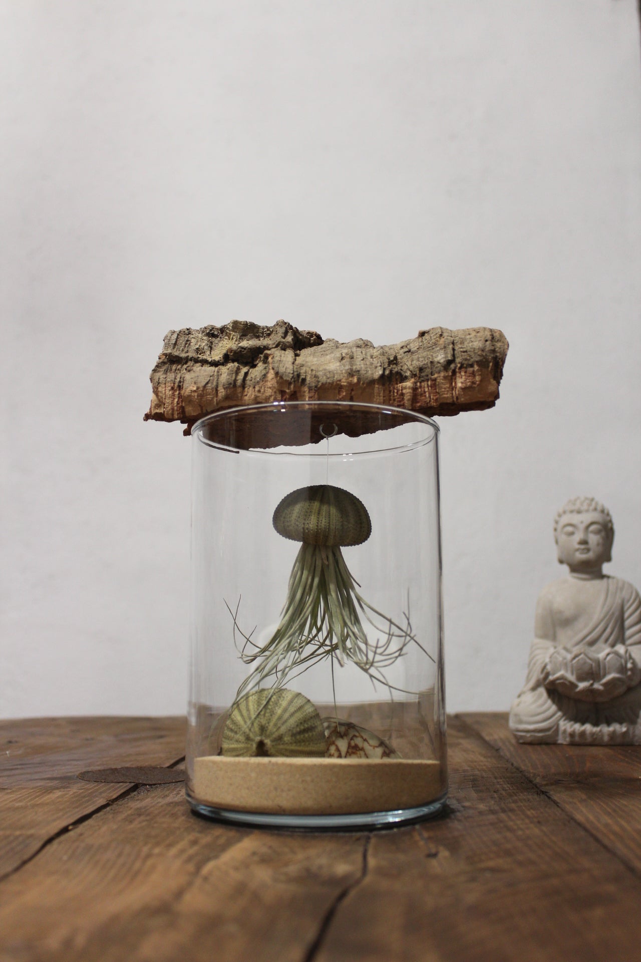 Tillandsia in vaso