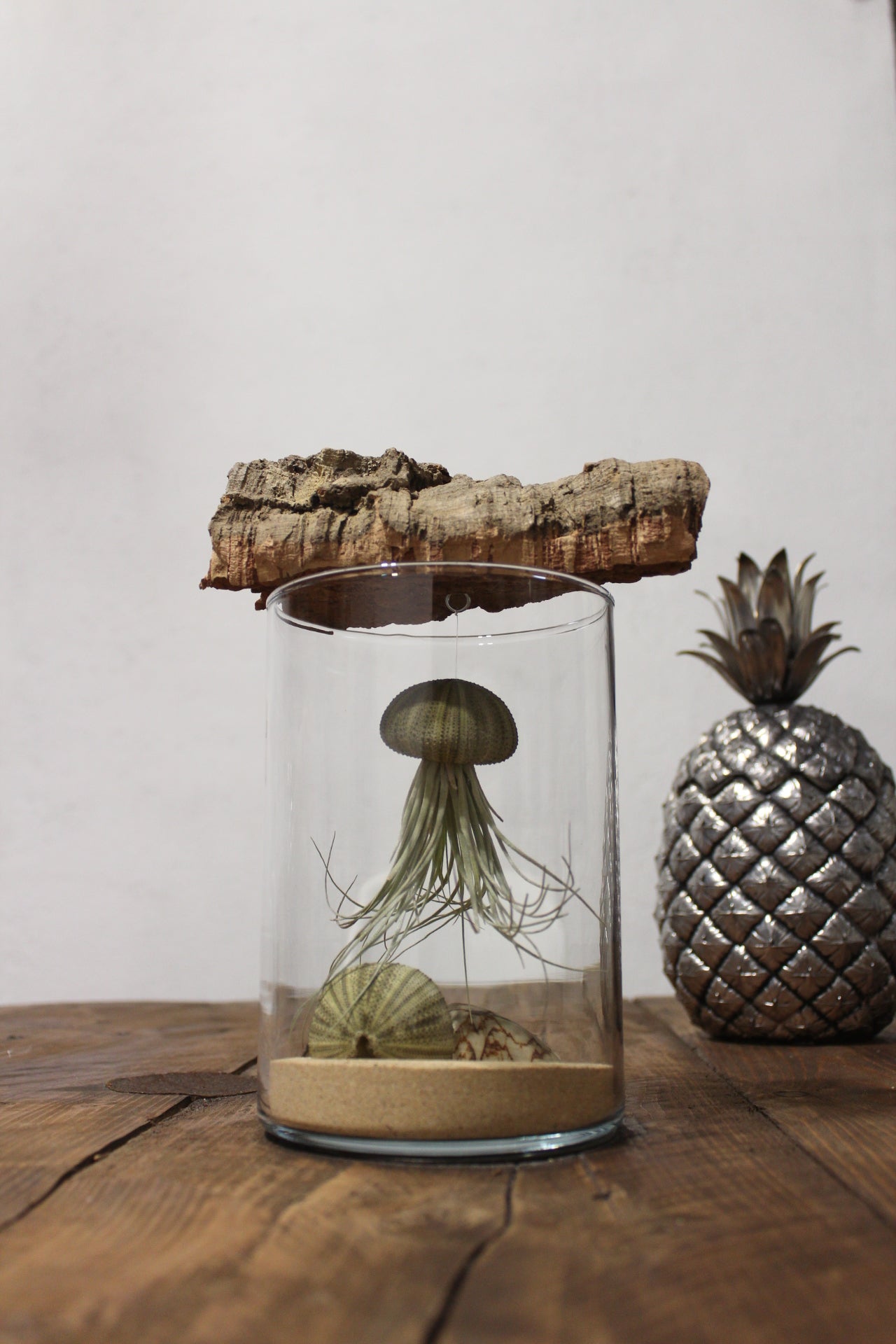 Tillandsia in vaso