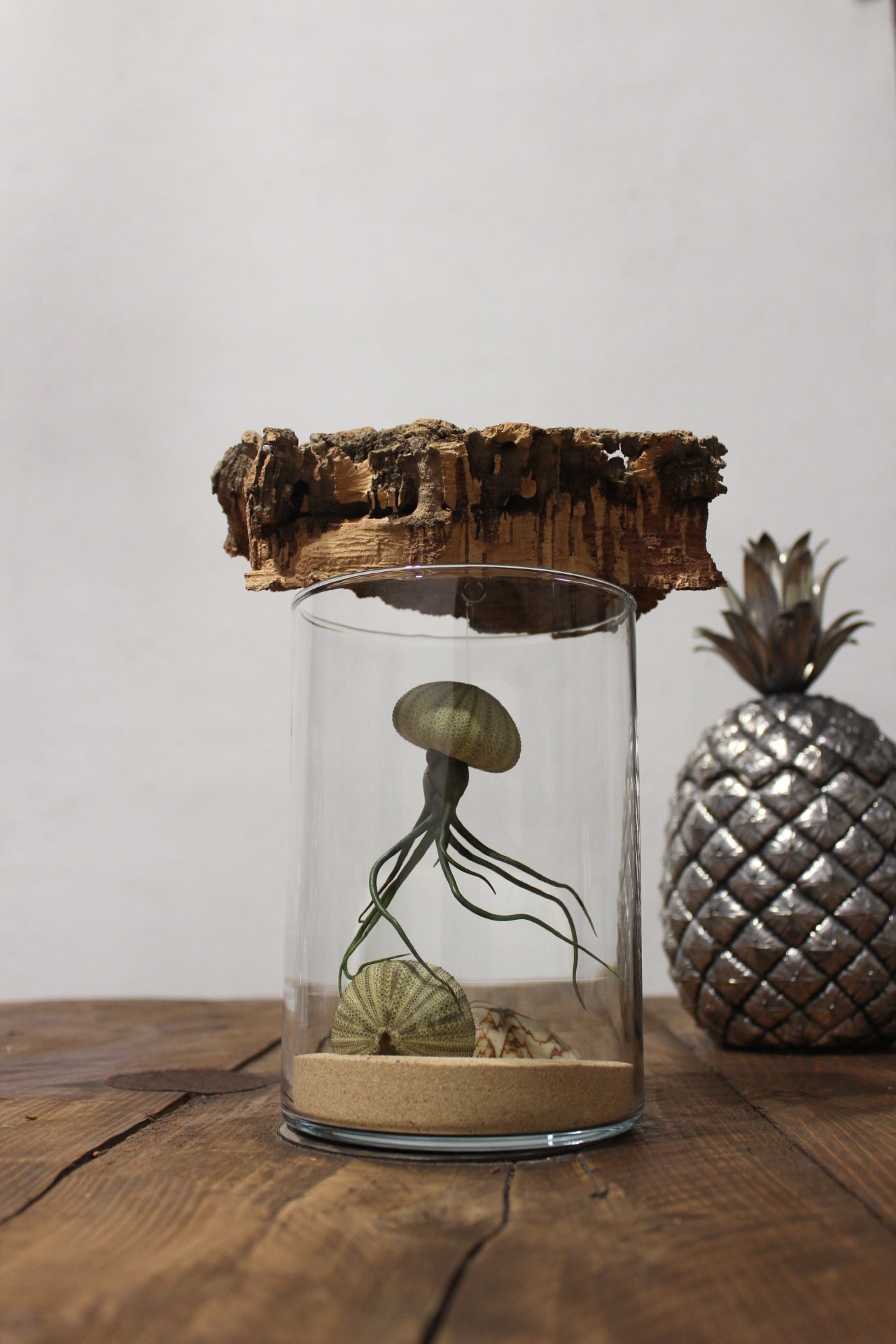 Tillandsia in vaso