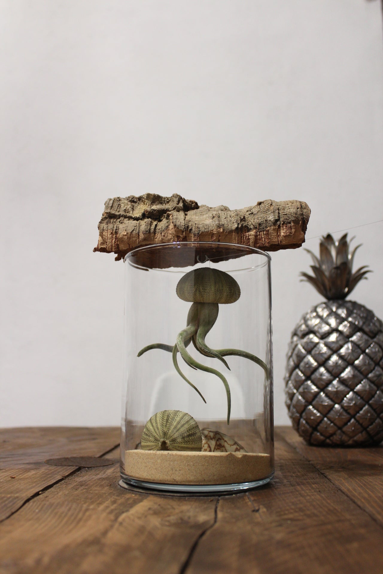 Tillandsia in vaso