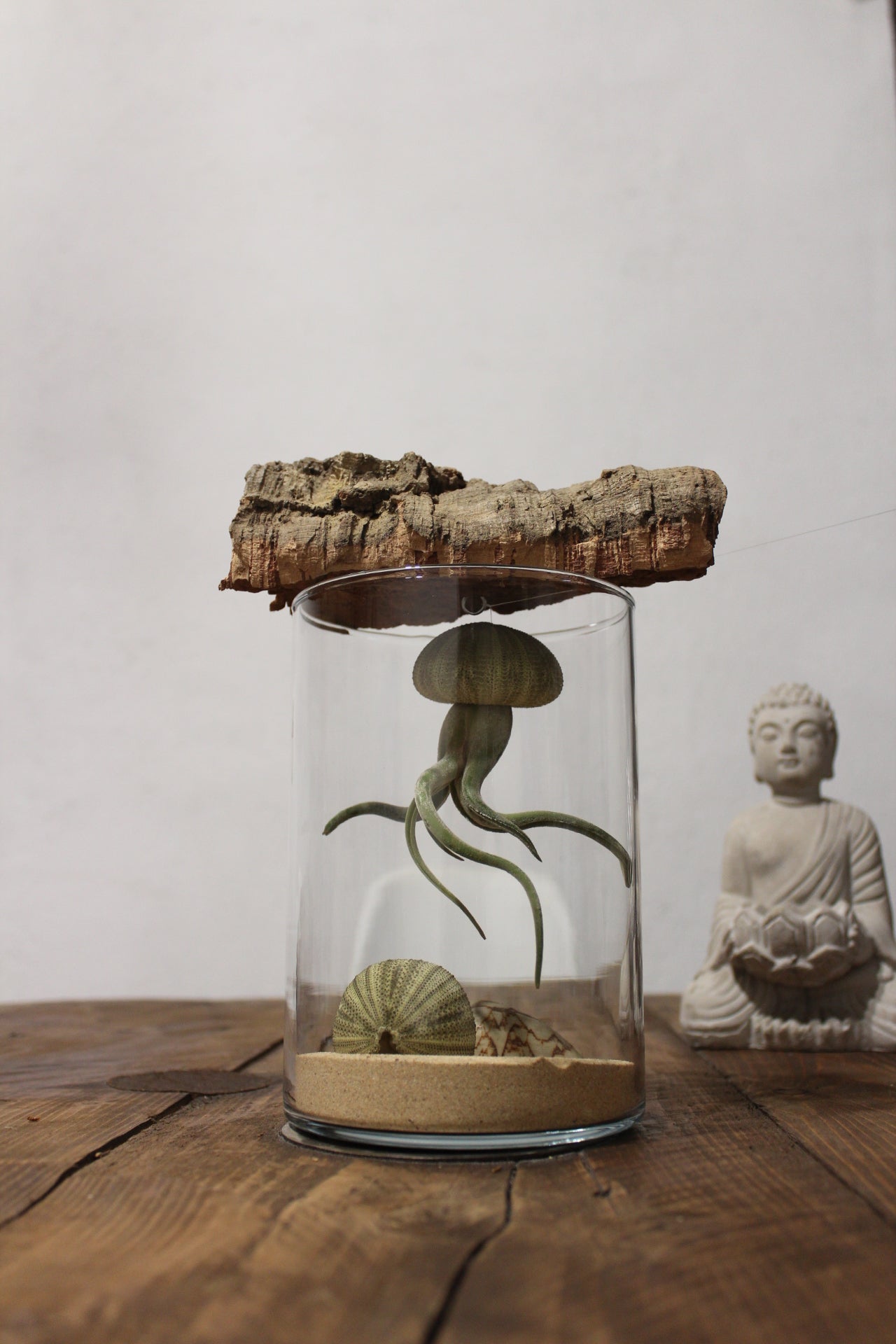 Tillandsia in vaso