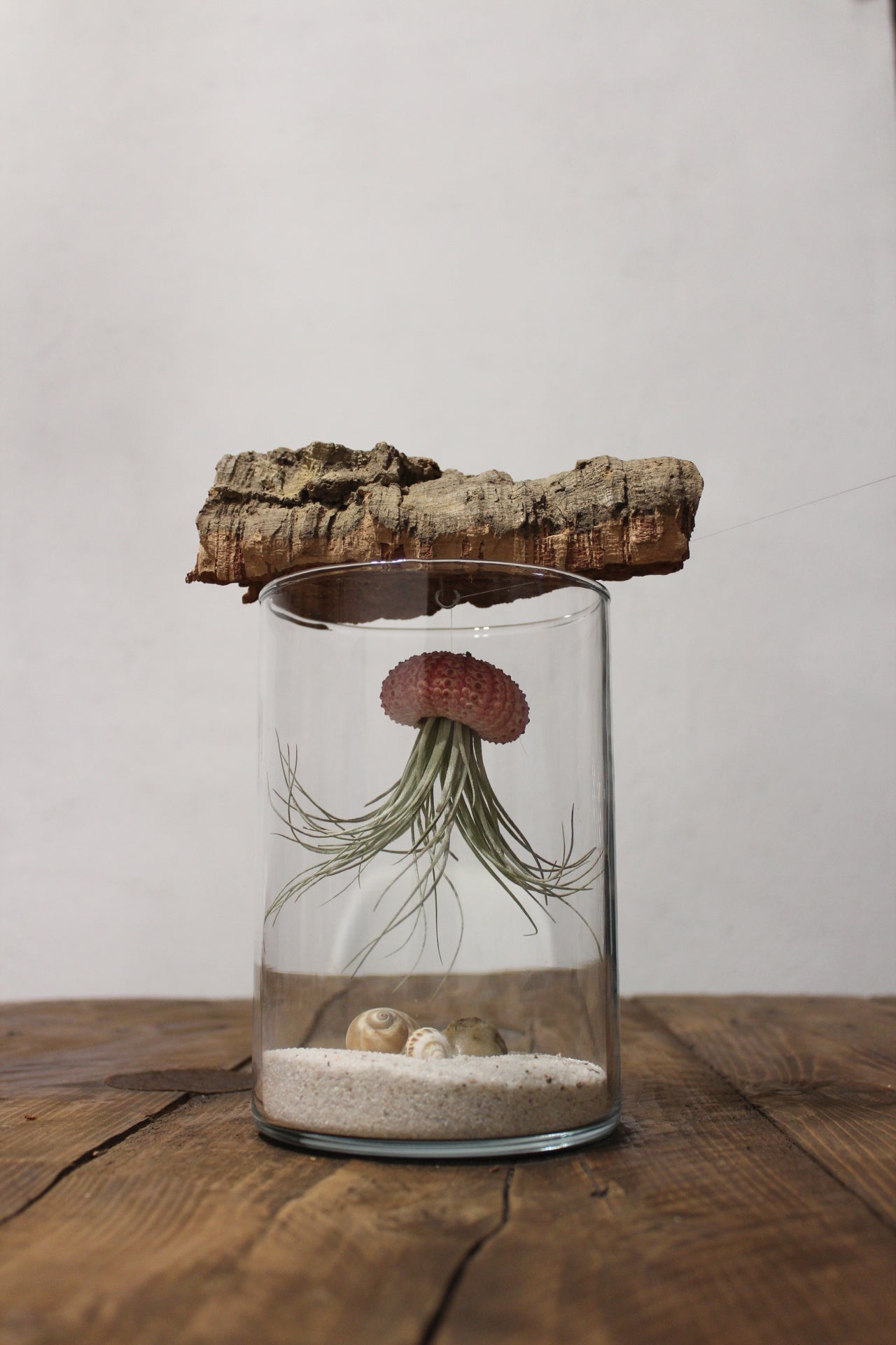 Tillandsia in vaso