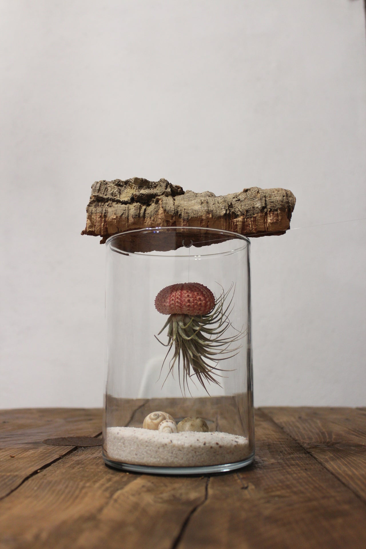 Tillandsia in vaso