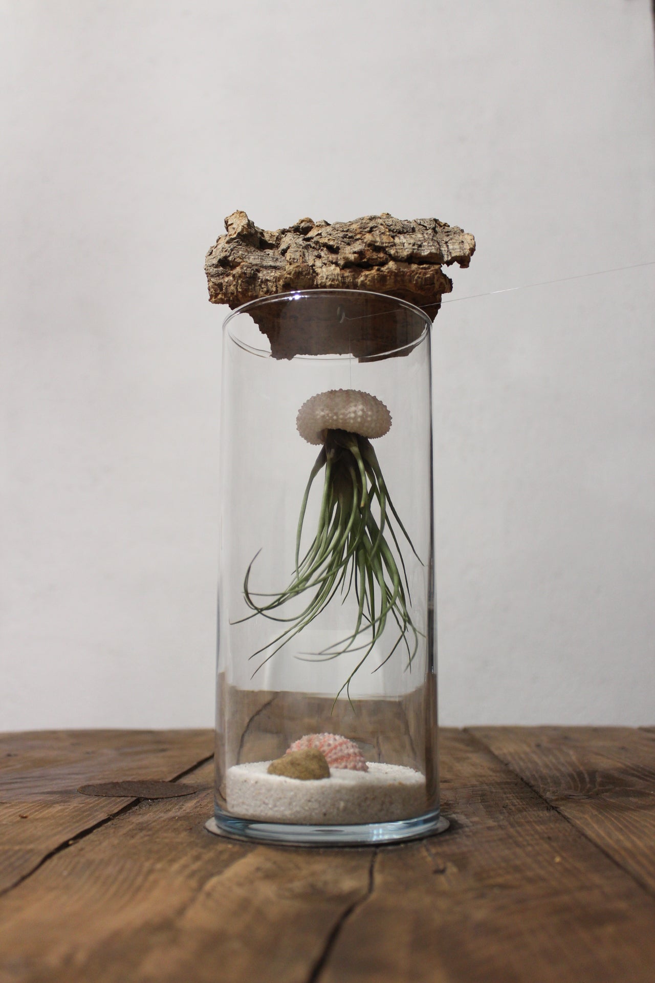 Tillandsia in vaso