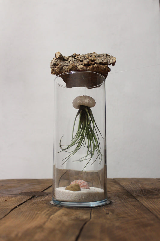 Tillandsia in vaso