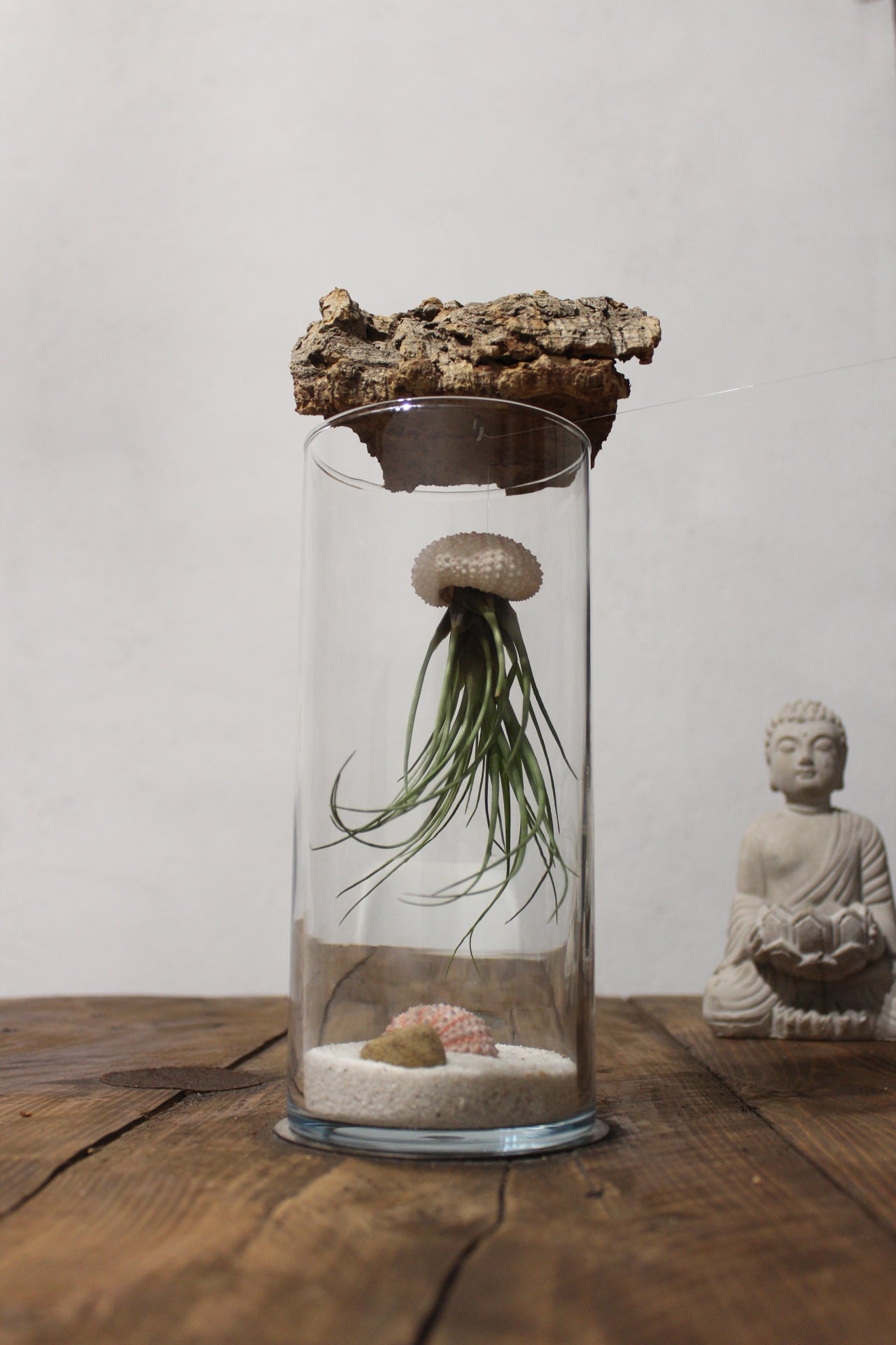 Tillandsia in vaso