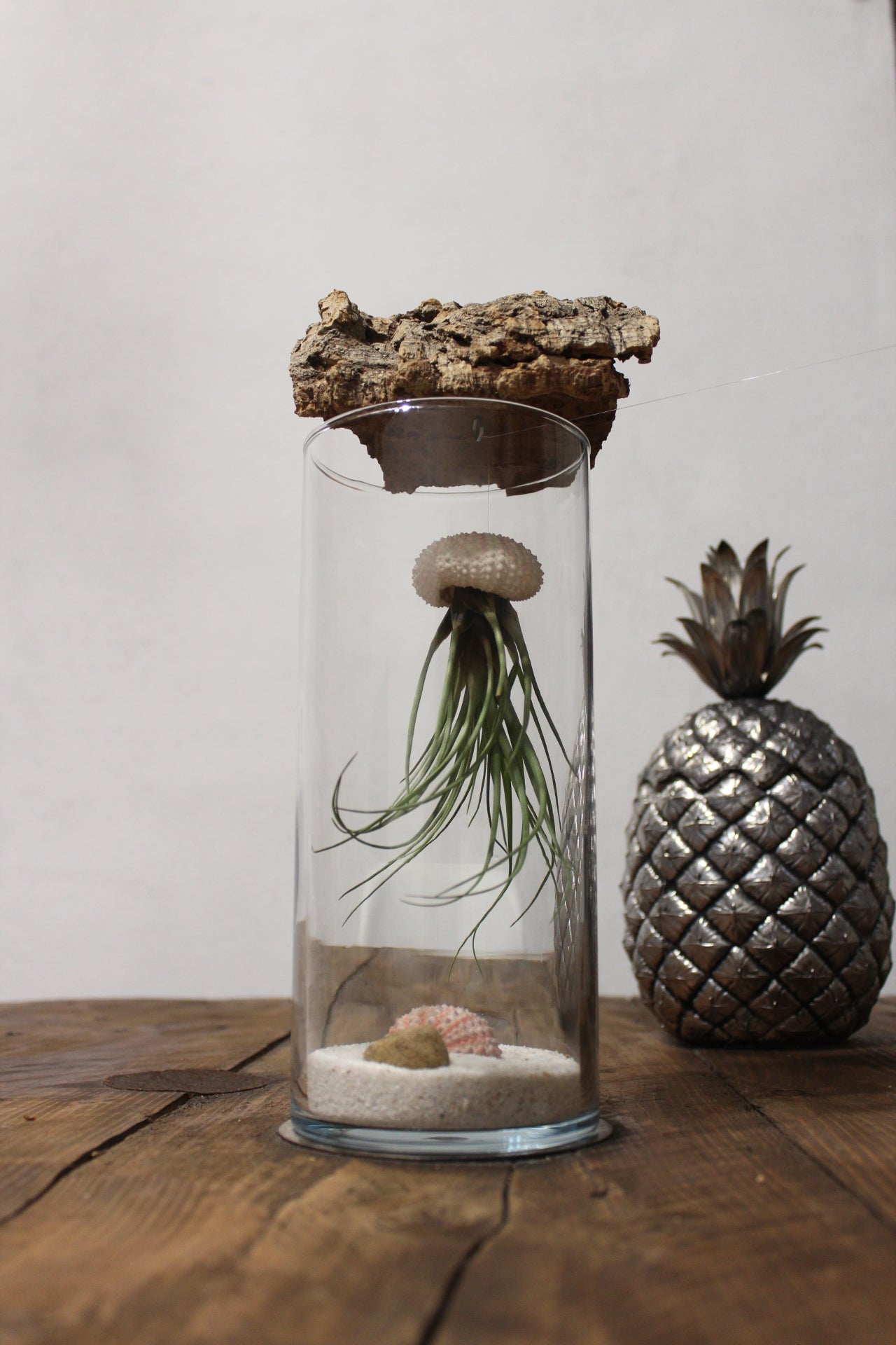 Tillandsia in vaso