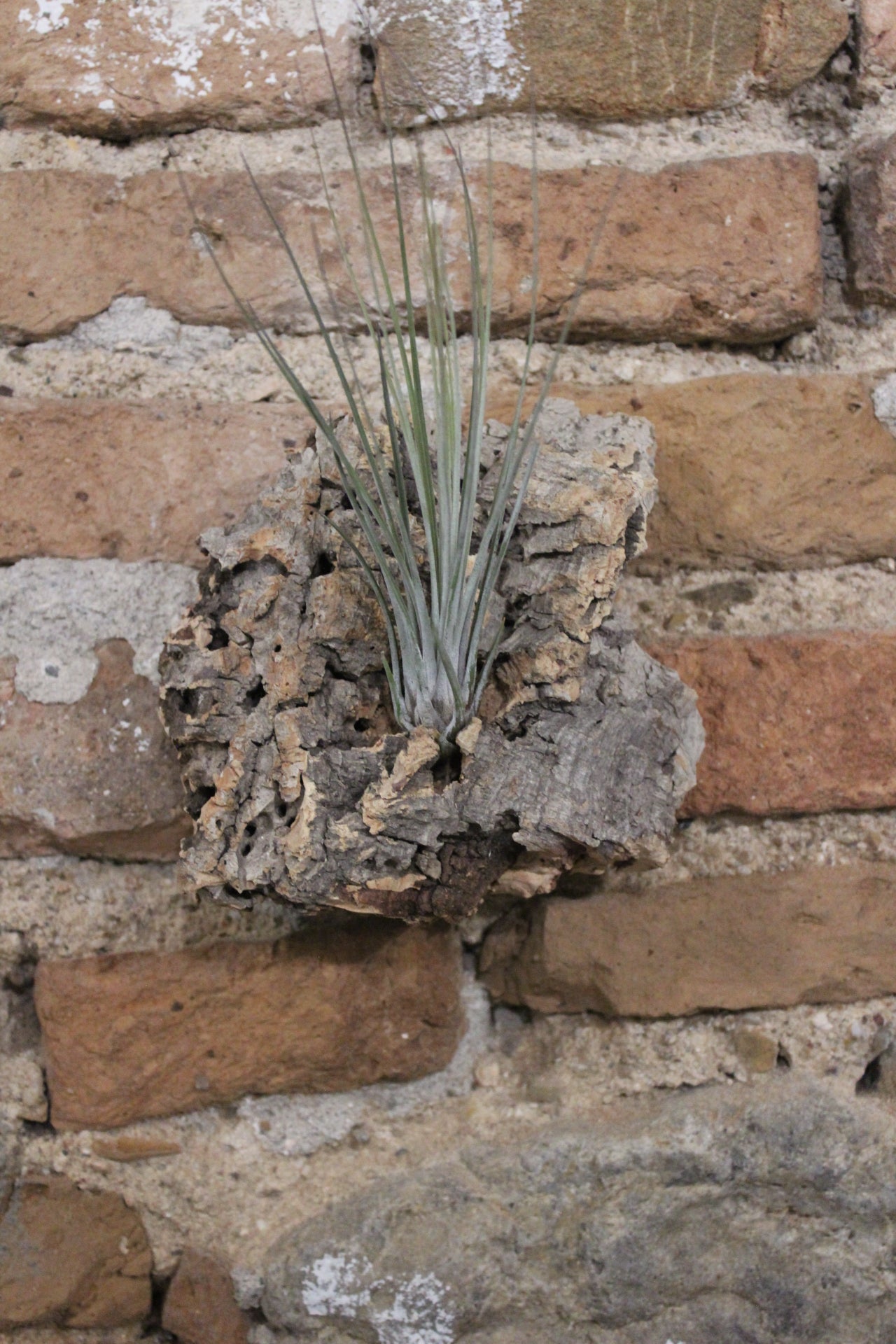 Zattera con tillandsia Juncea