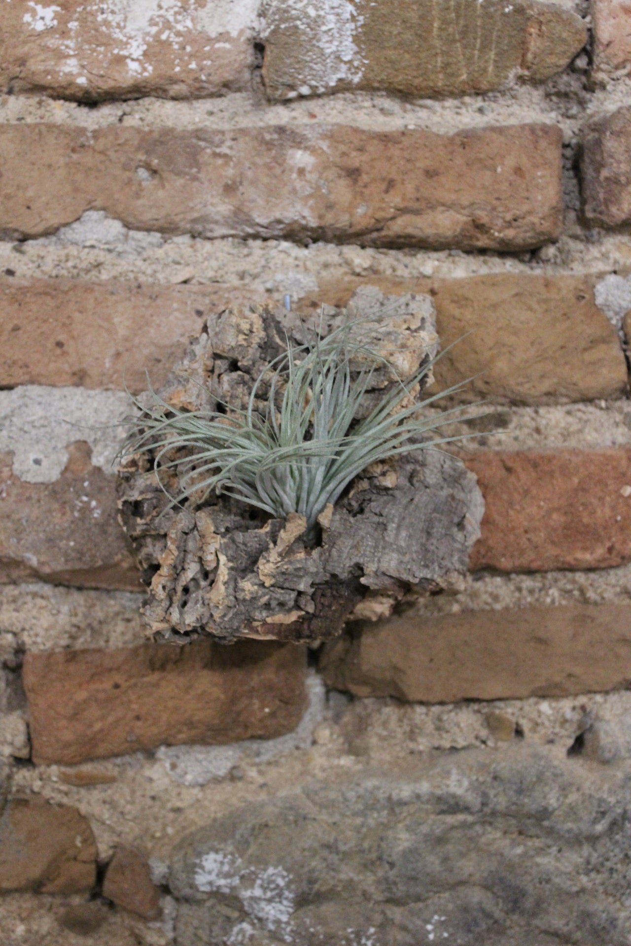 Zattera con tillandsia Gardneri