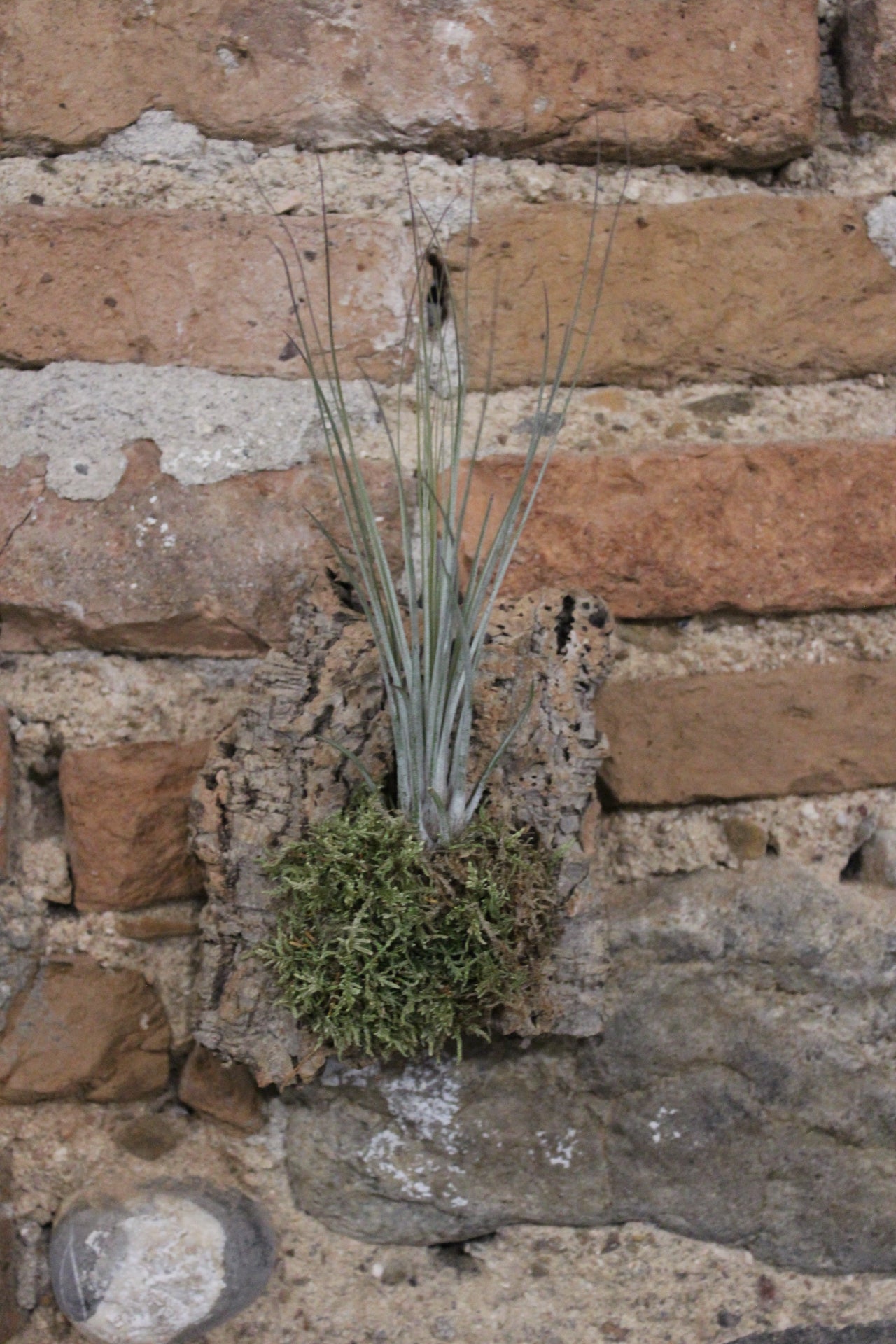 Zattera con tillandsia Juncea e muschio