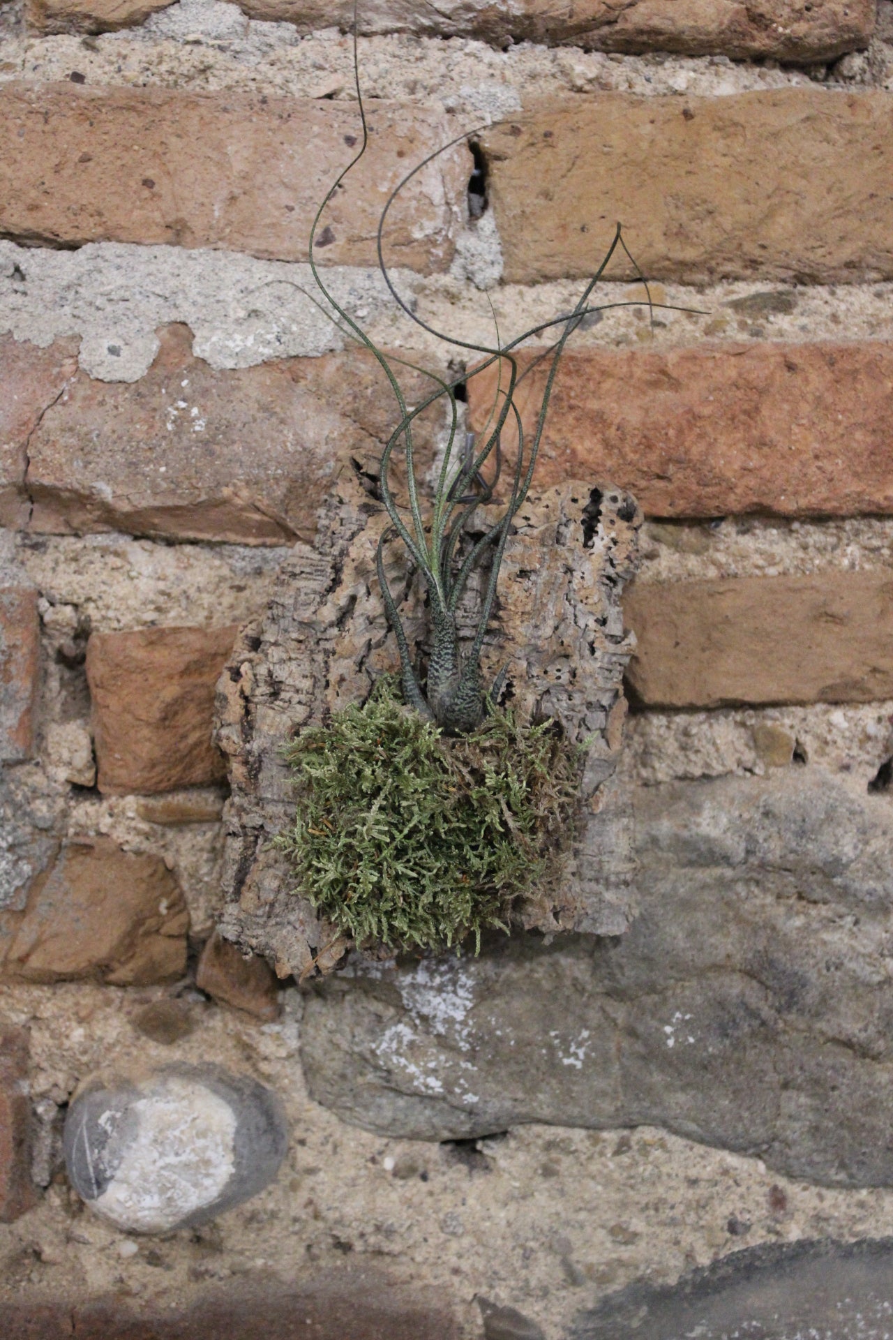 Zattera con tillandsia Butzii e muschio