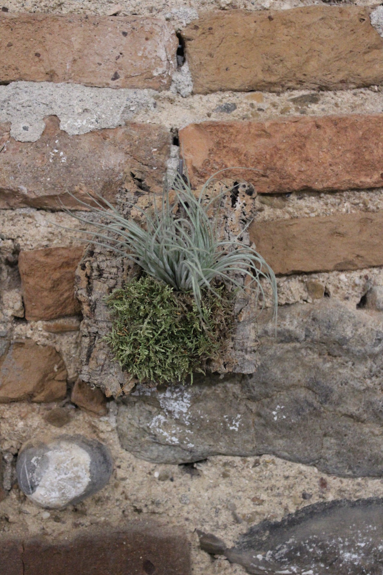 Zattera con tillandsia Gardneri e muschio