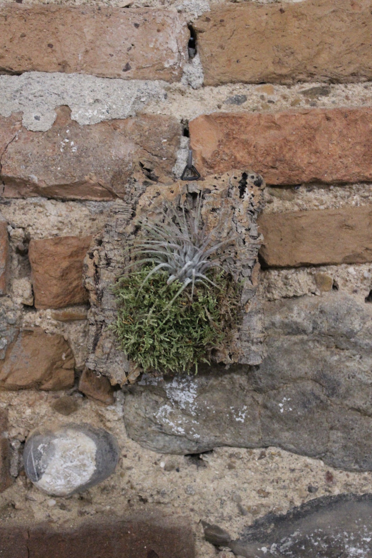 Zattera con tillandsia Ionantha e muschio