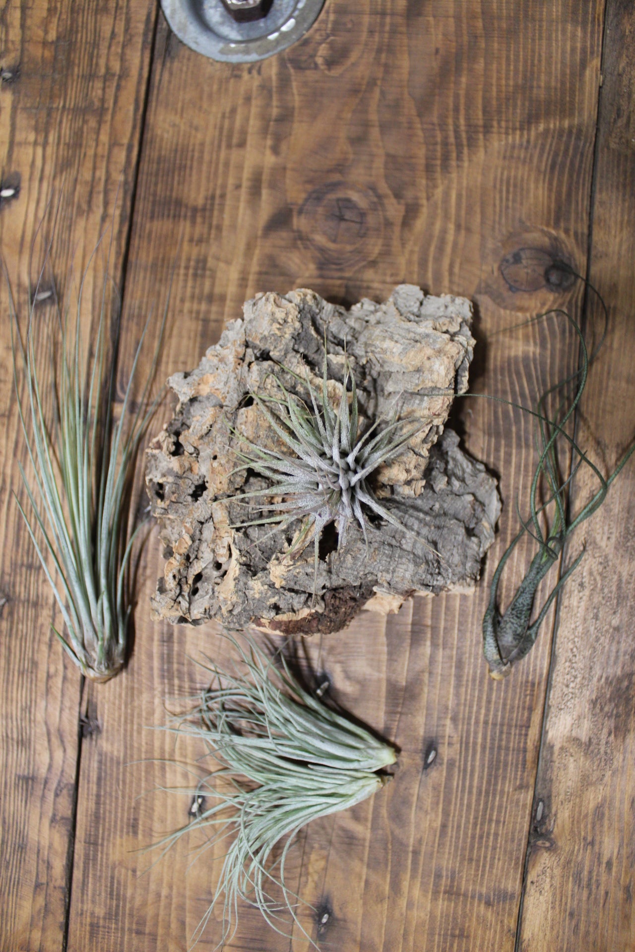 Zattera con tillandsia Butzii