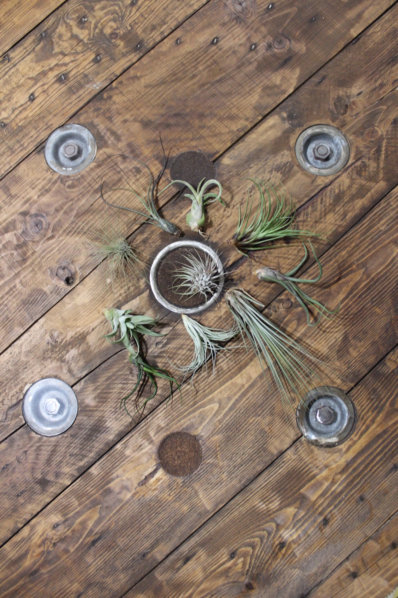 Tillandsia Melanocrater green