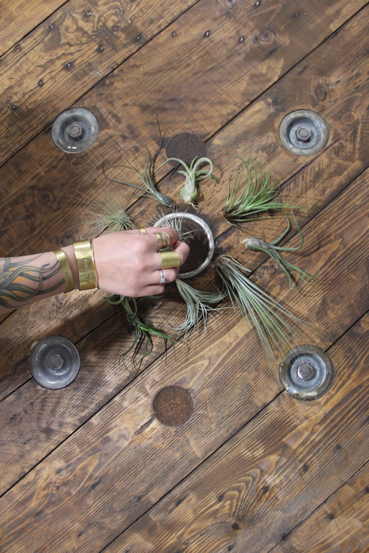 Tillandsia Argentea