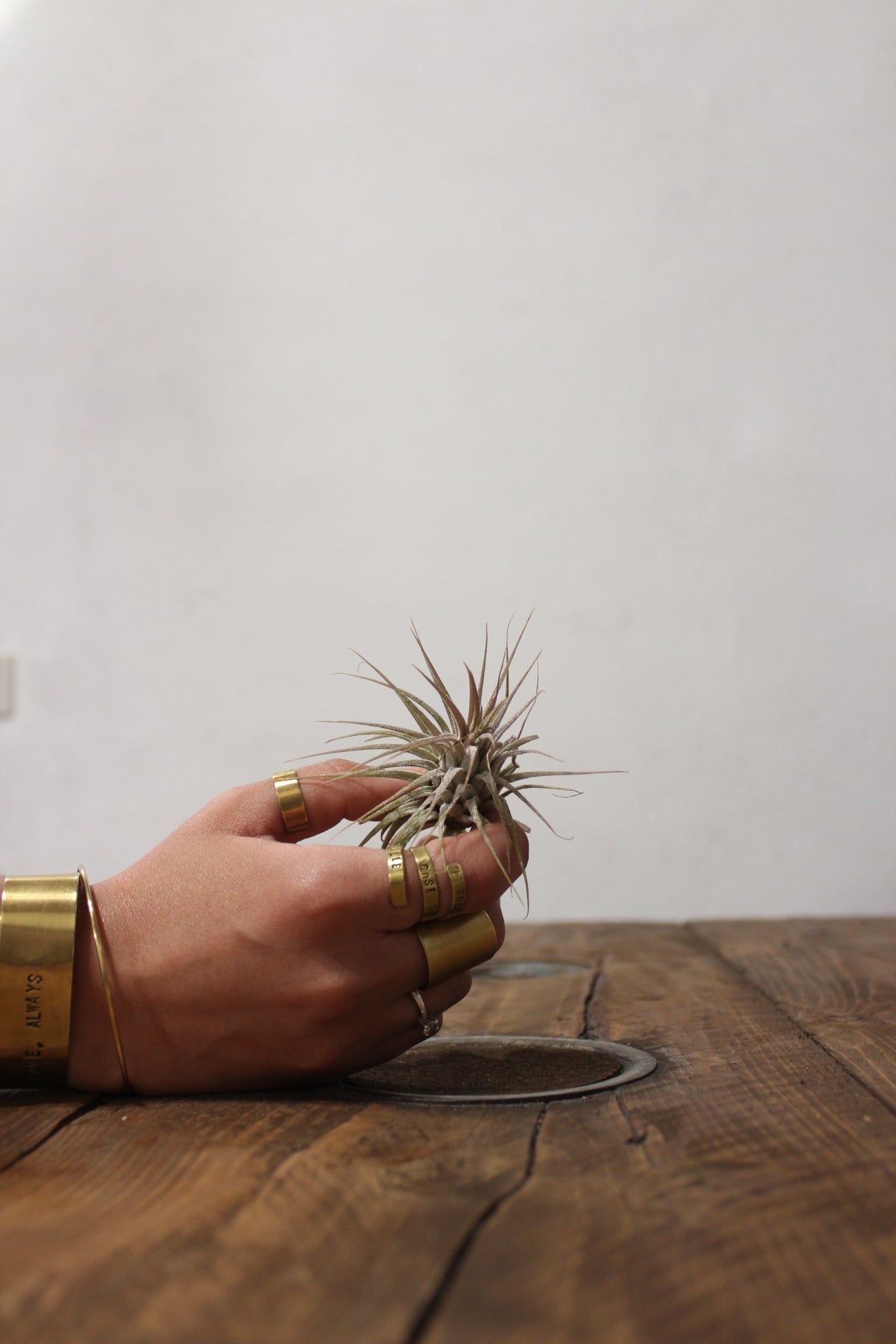 Tillandsia Ionantha