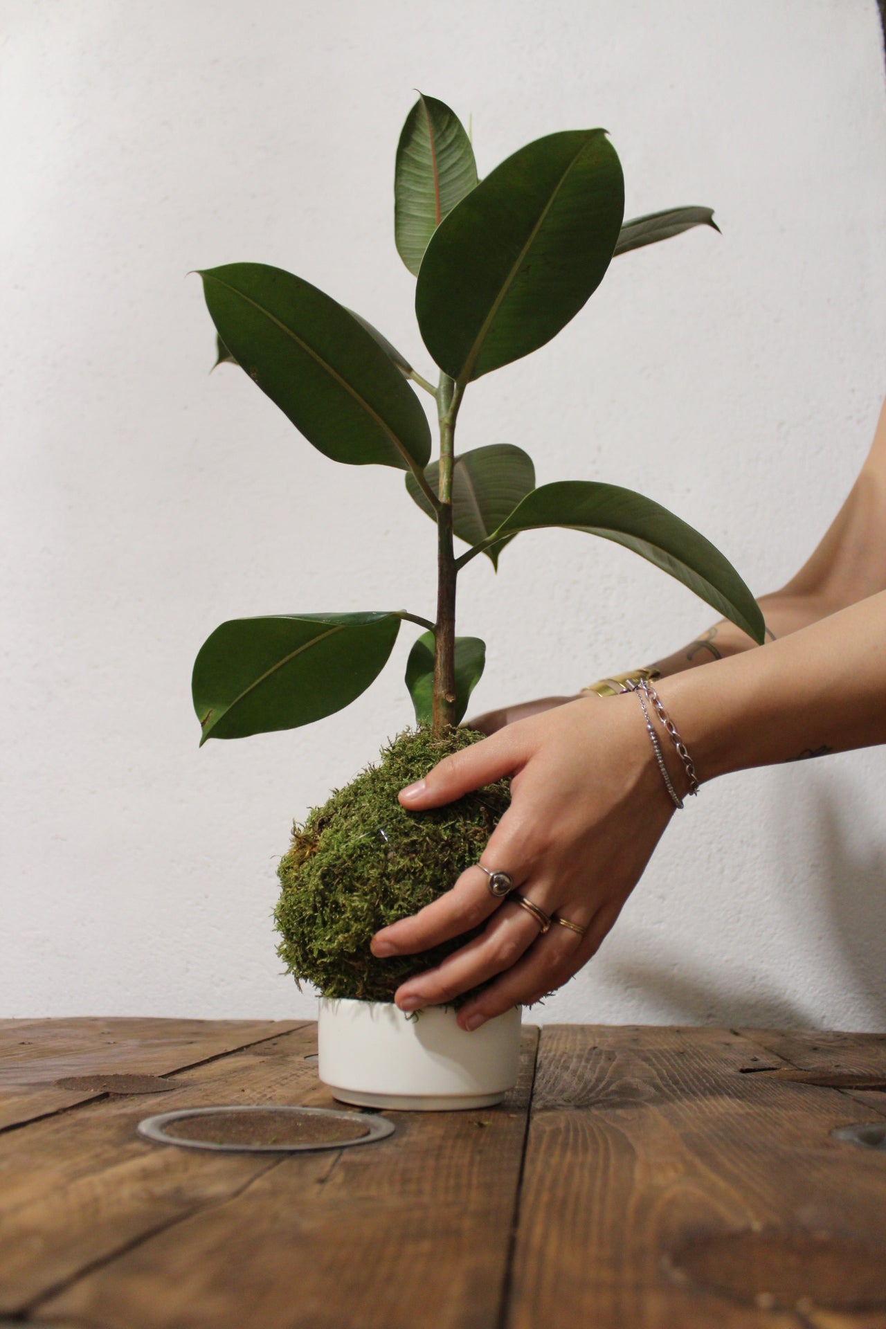 Kokedama Ficus Elastica