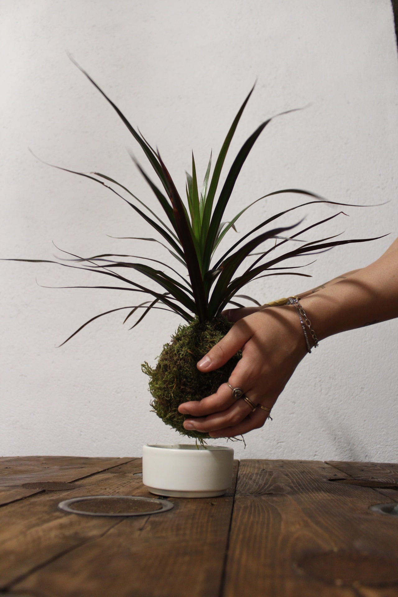 Kokedama Dracaena