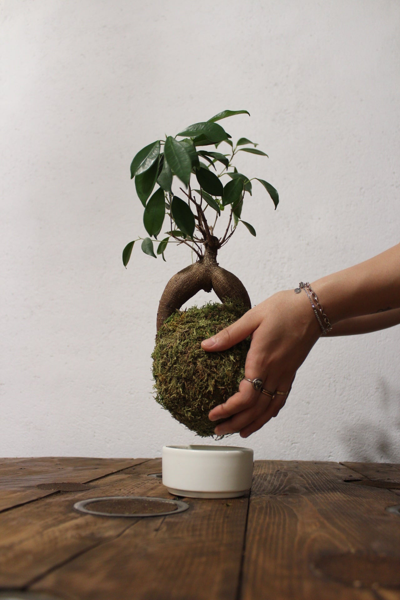 Kokedama Ficus Ginseng