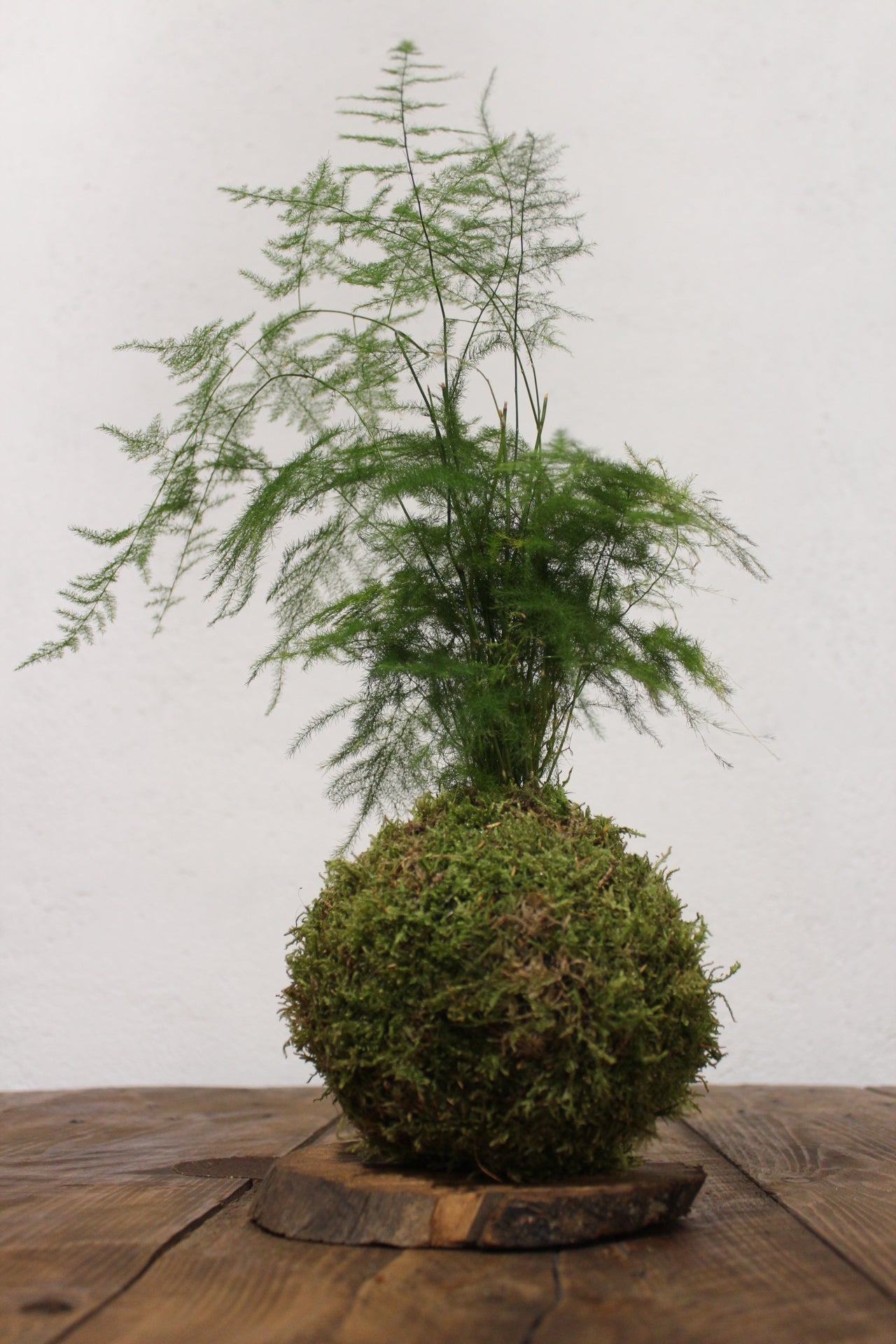 Kokedama Asparagus Setaceus