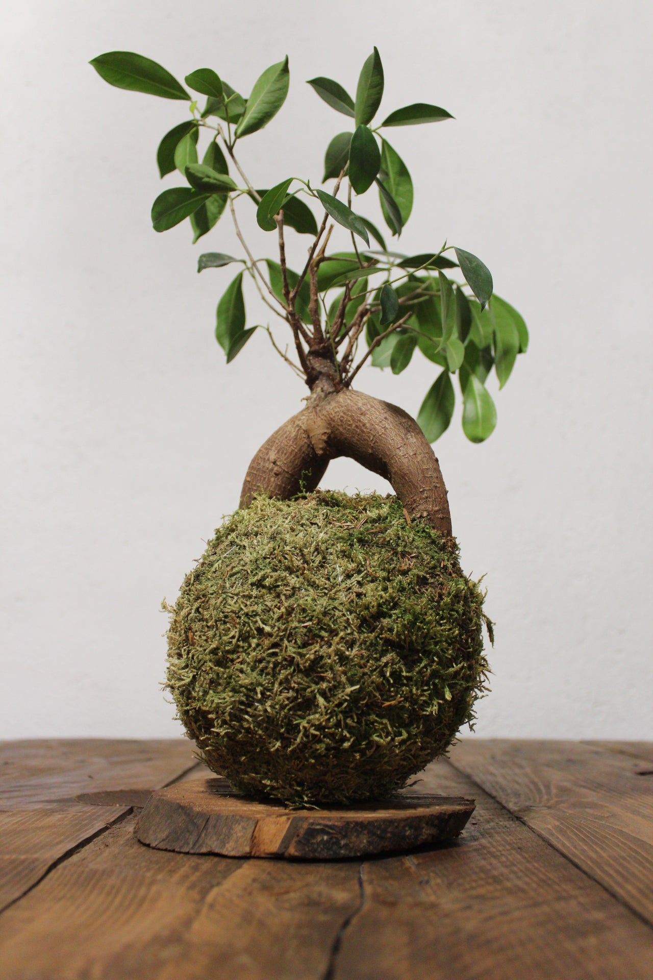 Kokedama Ficus Ginseng