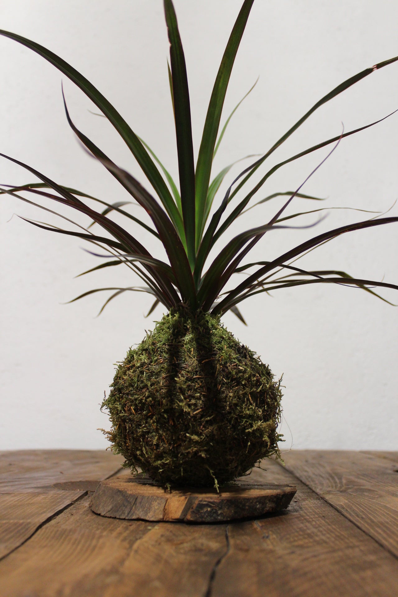 Kokedama Dracaena