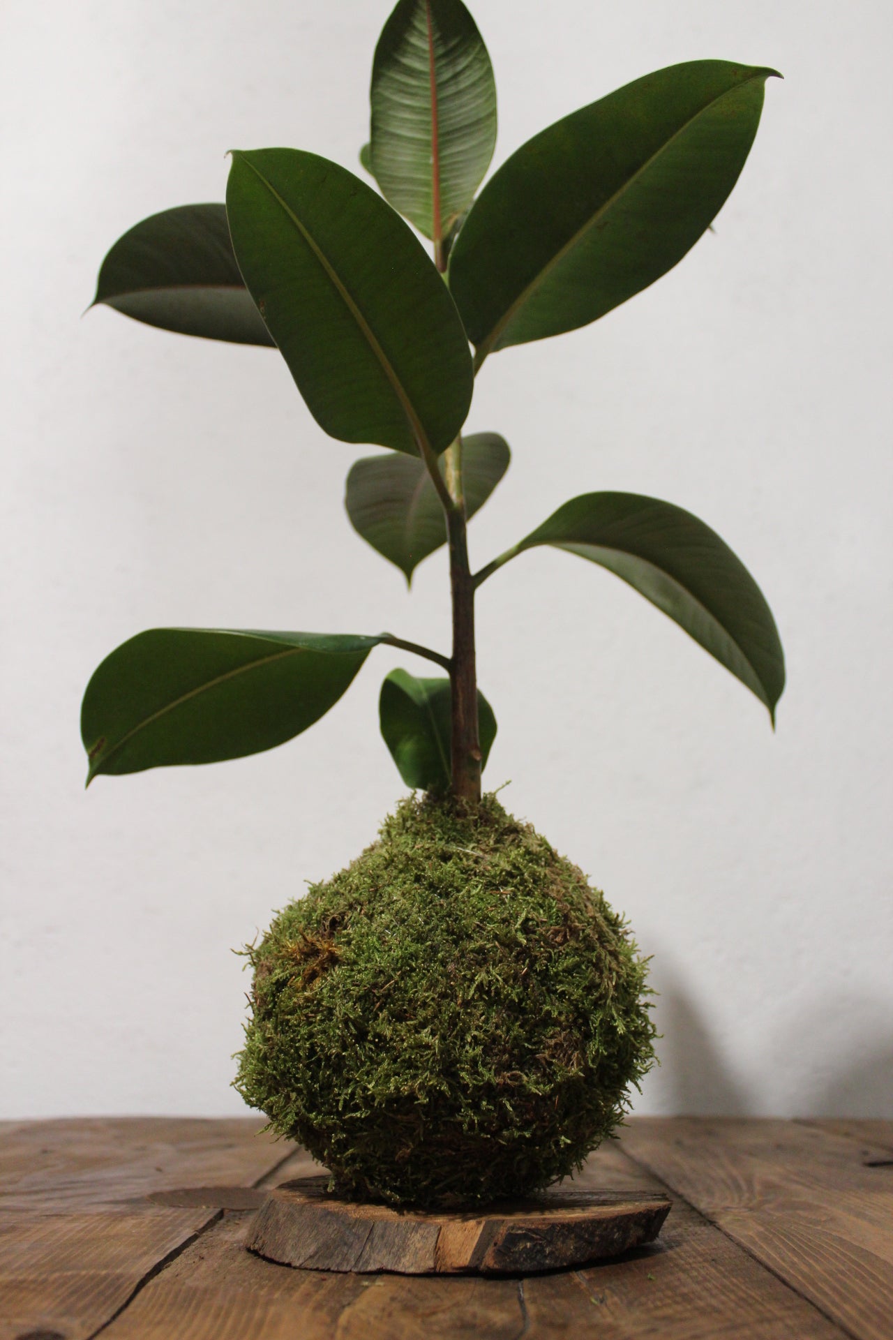 Kokedama Ficus Elastica