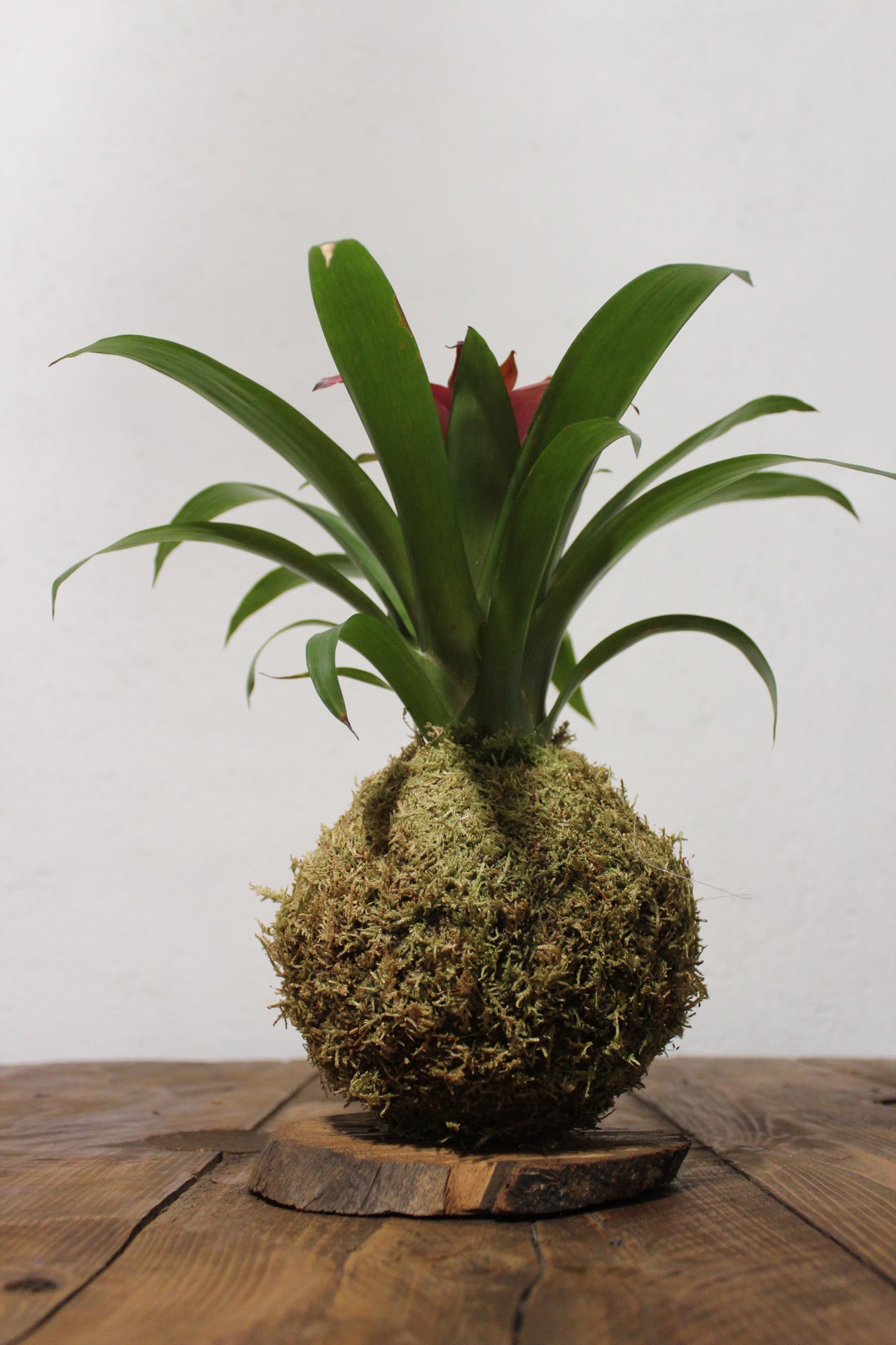 Kokedama Guzmania