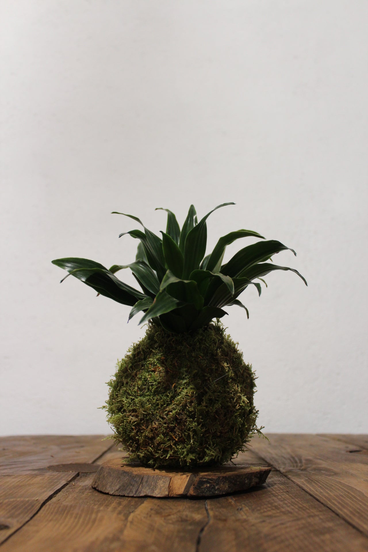 Kokedama Dracaena