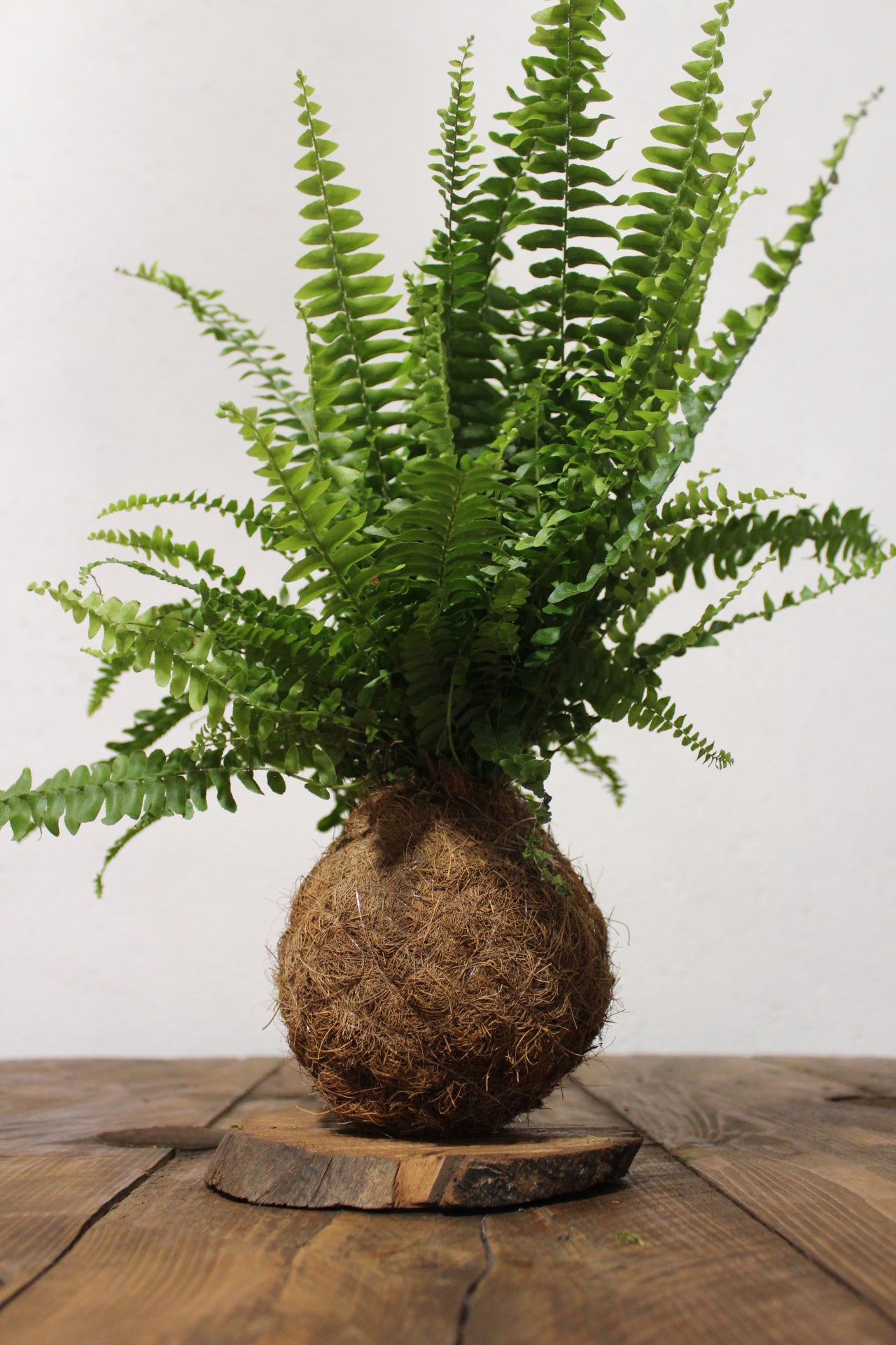 Kokedama Felce fibra di cocco