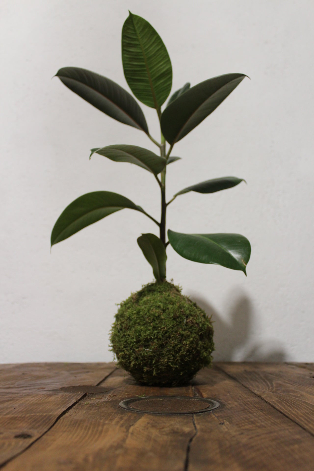 Kokedama Ficus Elastica