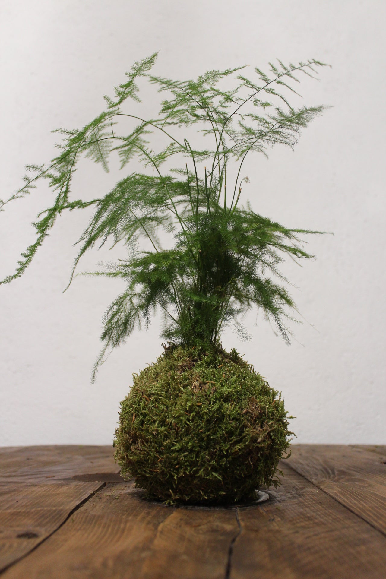 Kokedama Asparagus Setaceus