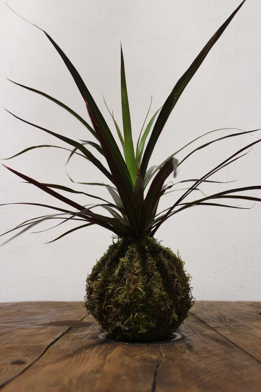 Kokedama Dracaena