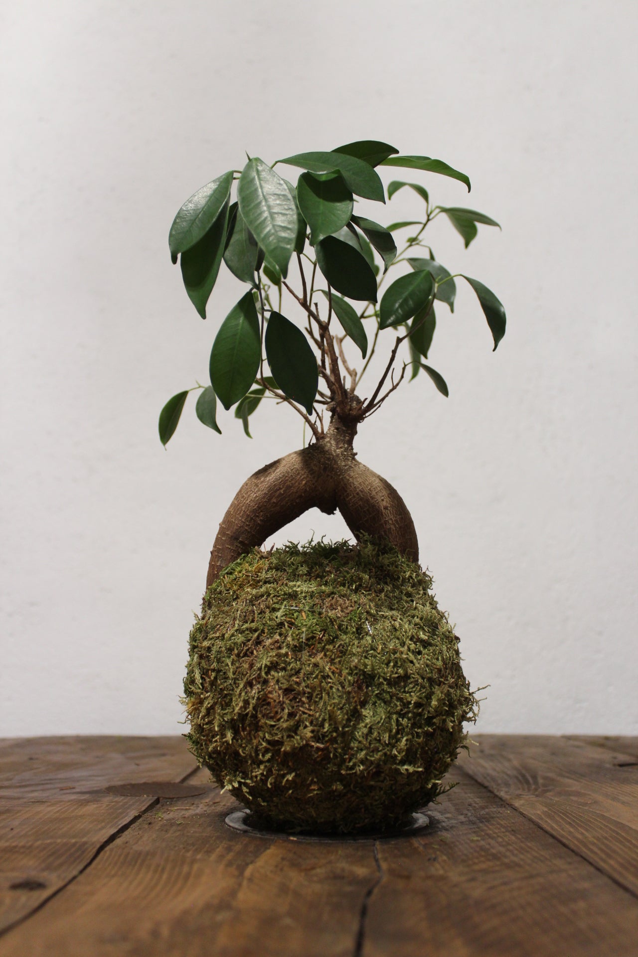 Kokedama Ficus Ginseng