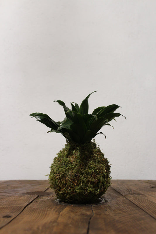 Kokedama Dracaena