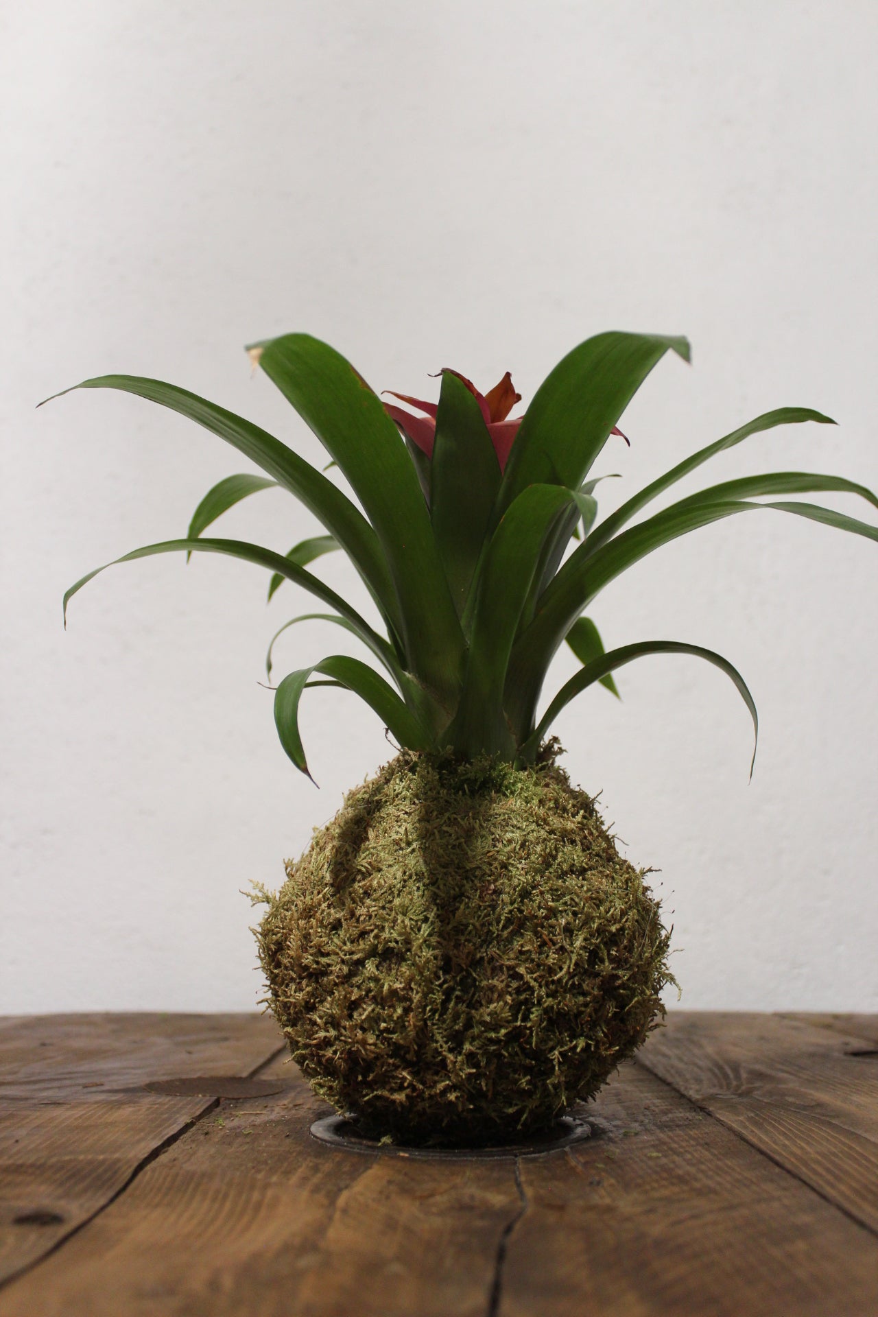 Kokedama Guzmania